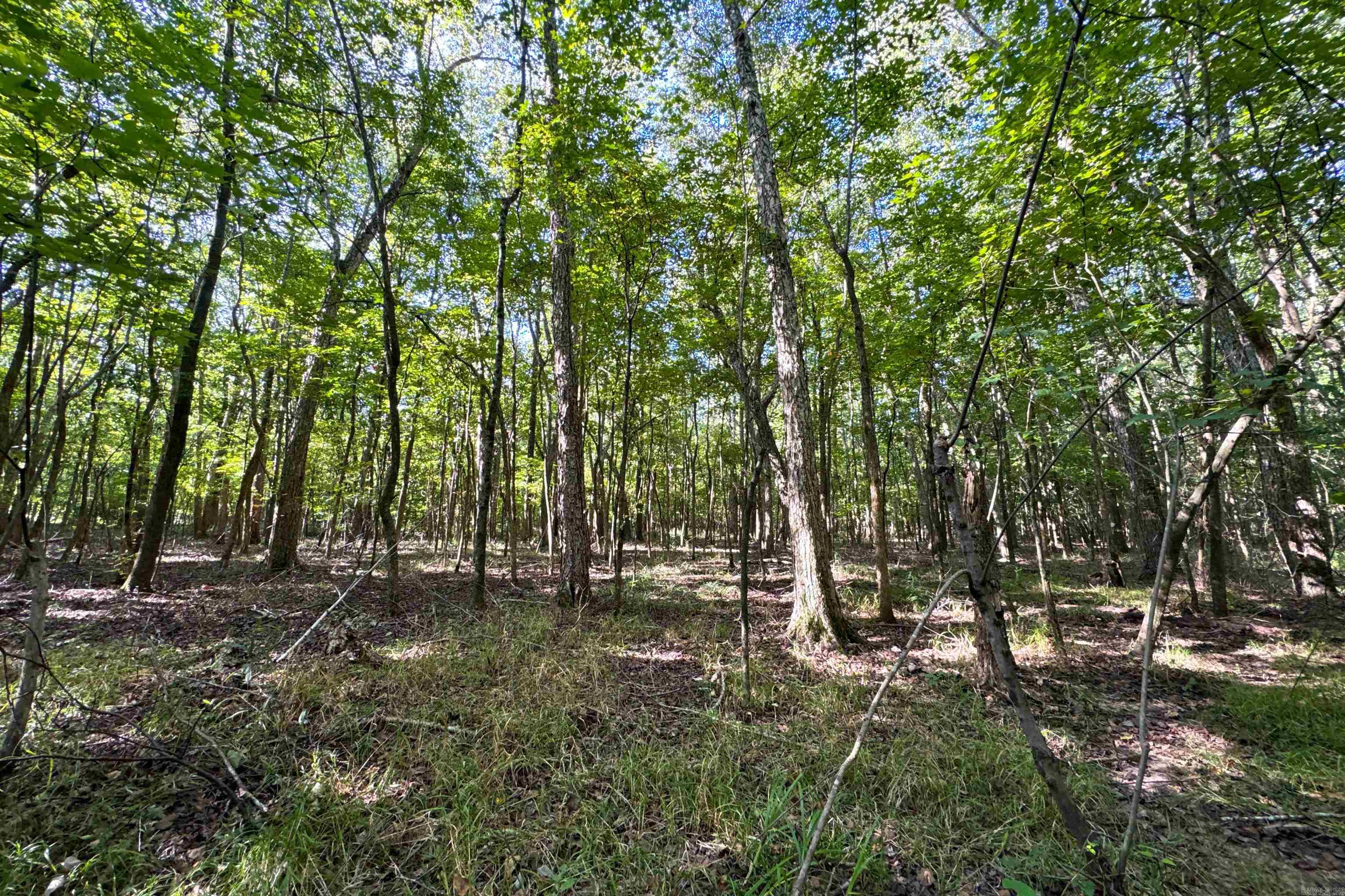 Photo 24 - Vacant Land for sale –   Clay County Rd. 408   Rector, AR