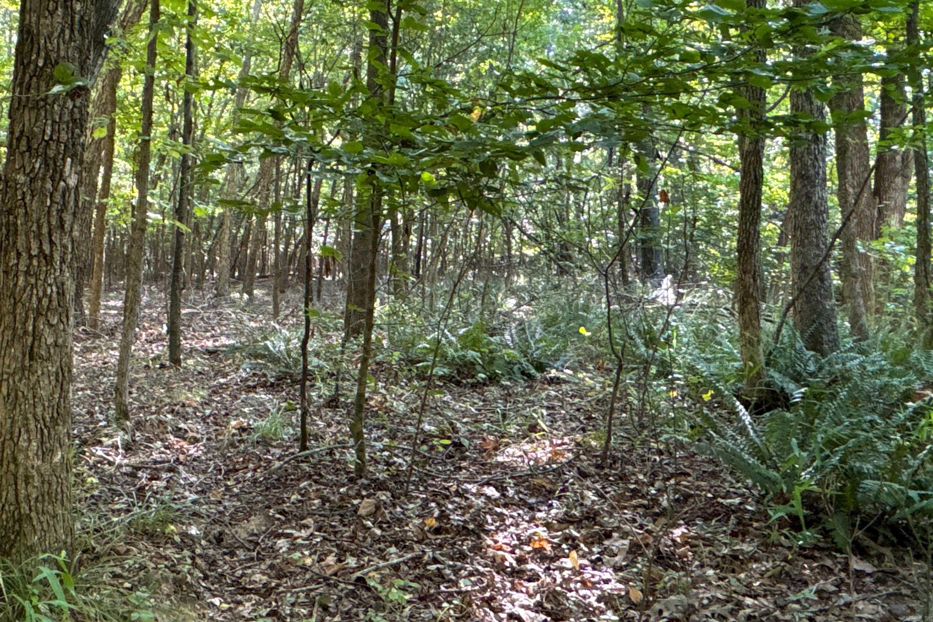 Photo 25 - Vacant Land for sale –   Clay County Rd. 408   Rector, AR