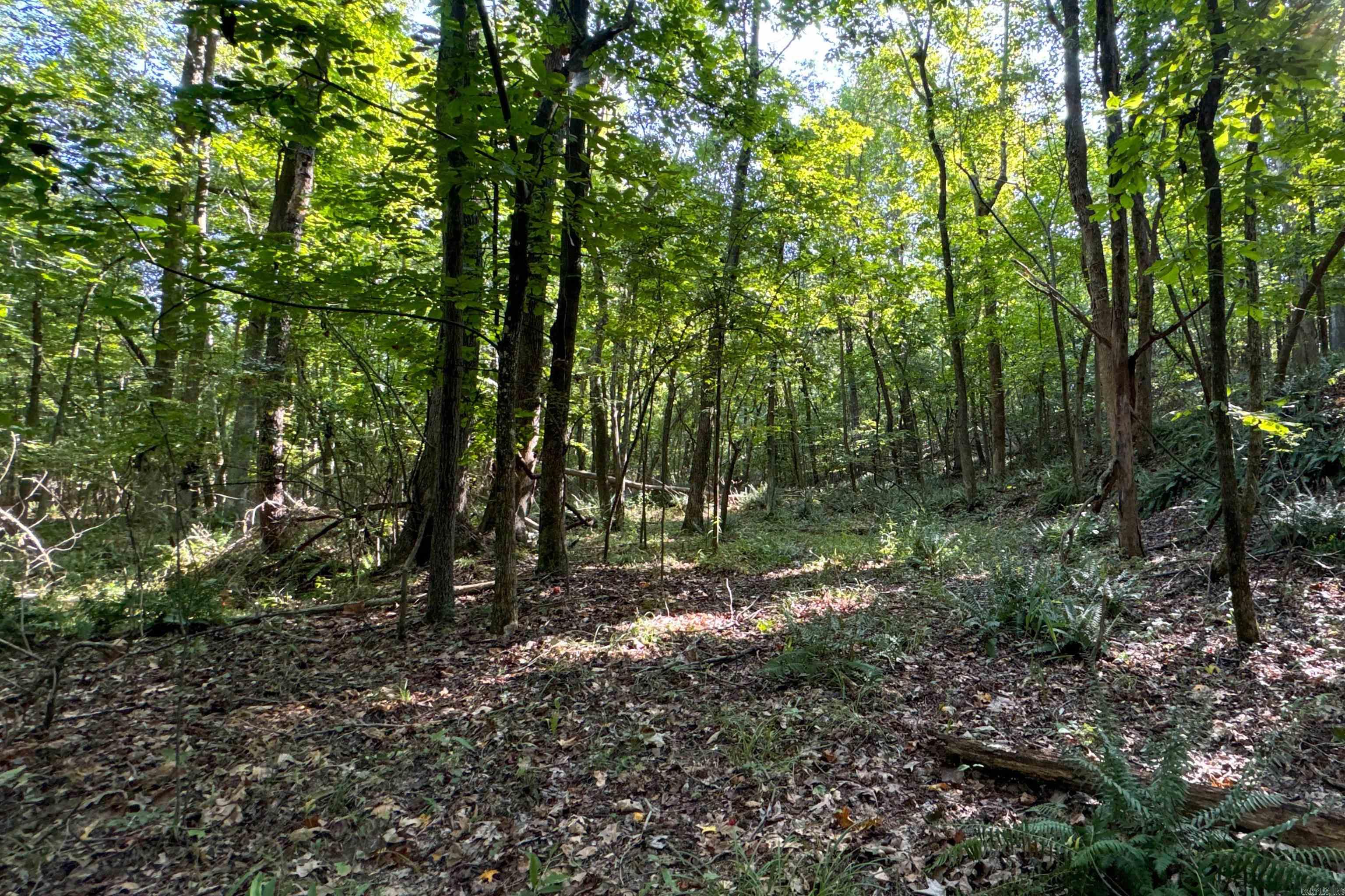 Photo 26 - Vacant Land for sale –   Clay County Rd. 408   Rector, AR
