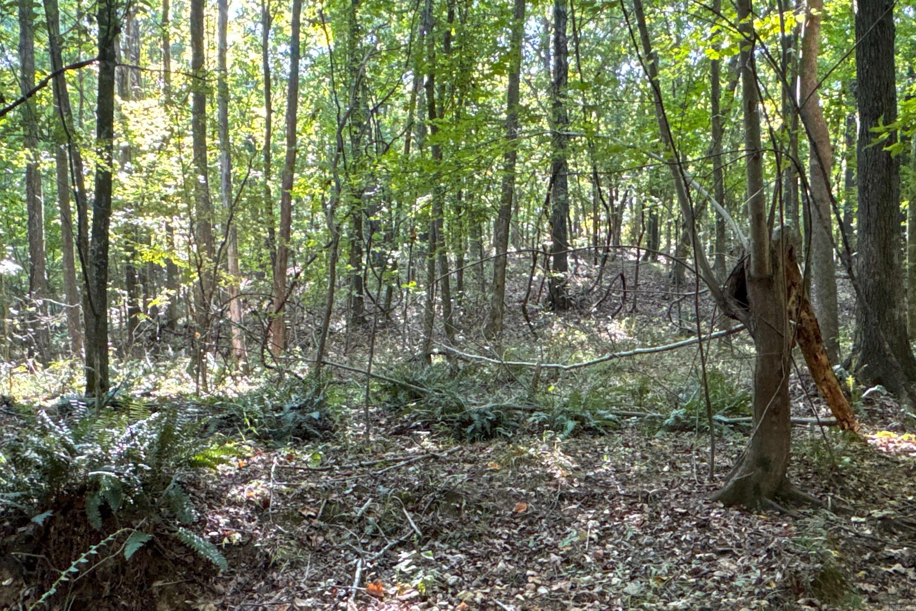 Photo 27 - Vacant Land for sale –   Clay County Rd. 408   Rector, AR