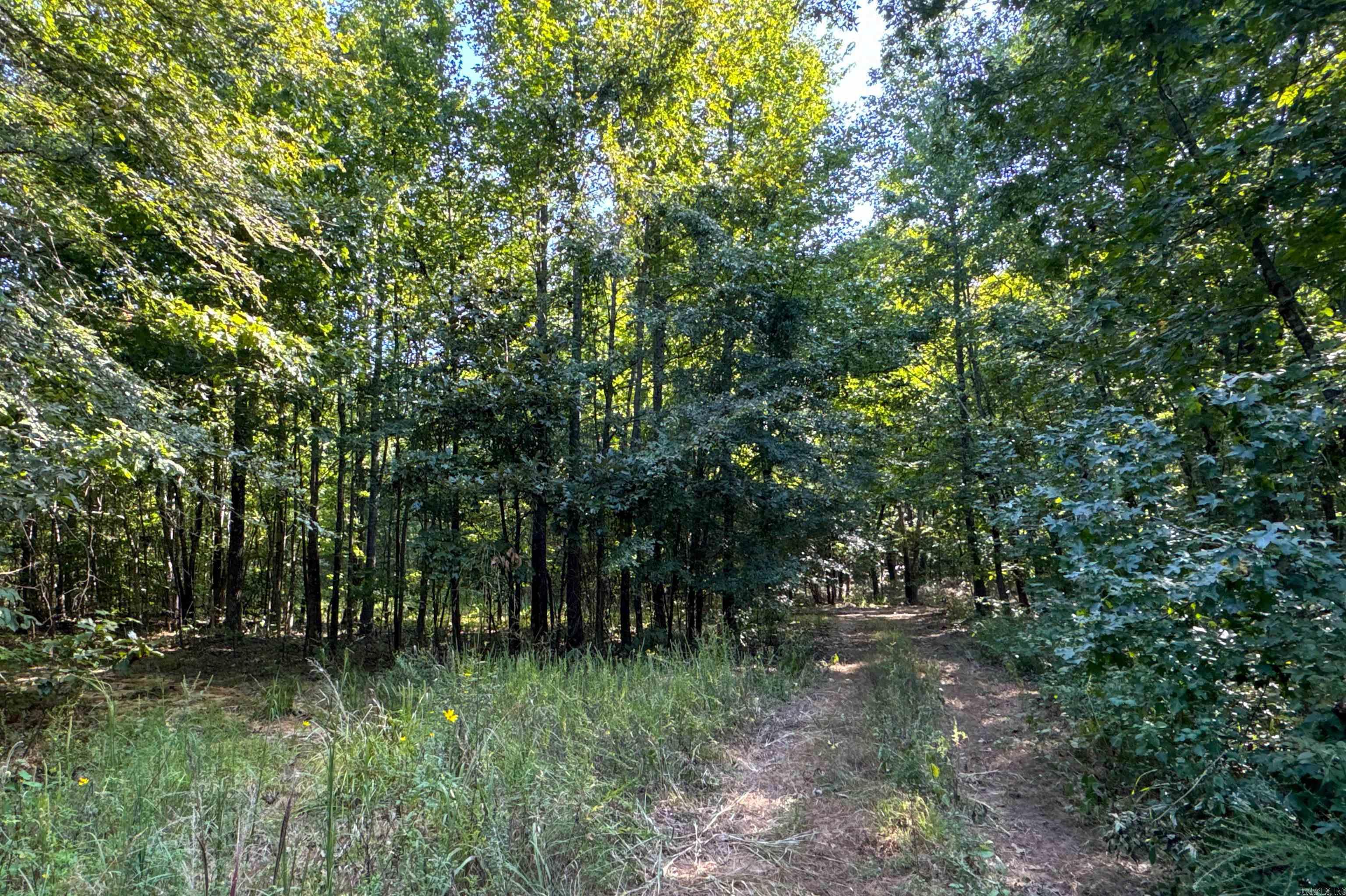 Photo 29 - Vacant Land for sale –   Clay County Rd. 408   Rector, AR