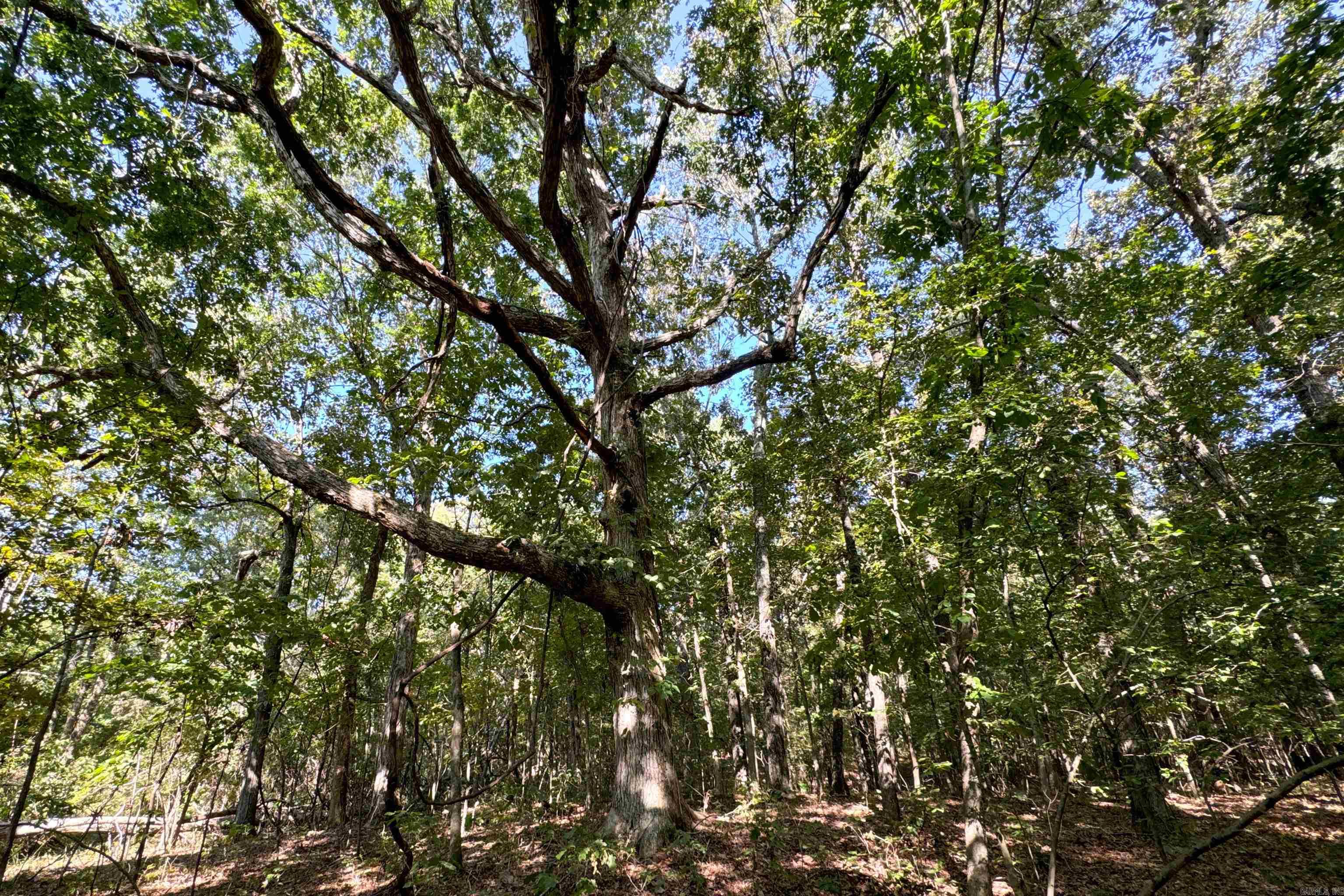 Photo 30 - Vacant Land for sale –   Clay County Rd. 408   Rector, AR