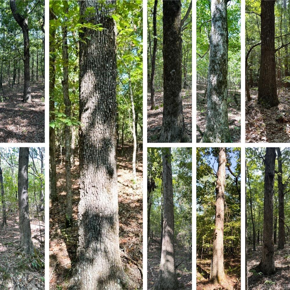 Photo 4 - Vacant Land for sale –   Clay County Rd. 408   Rector, AR