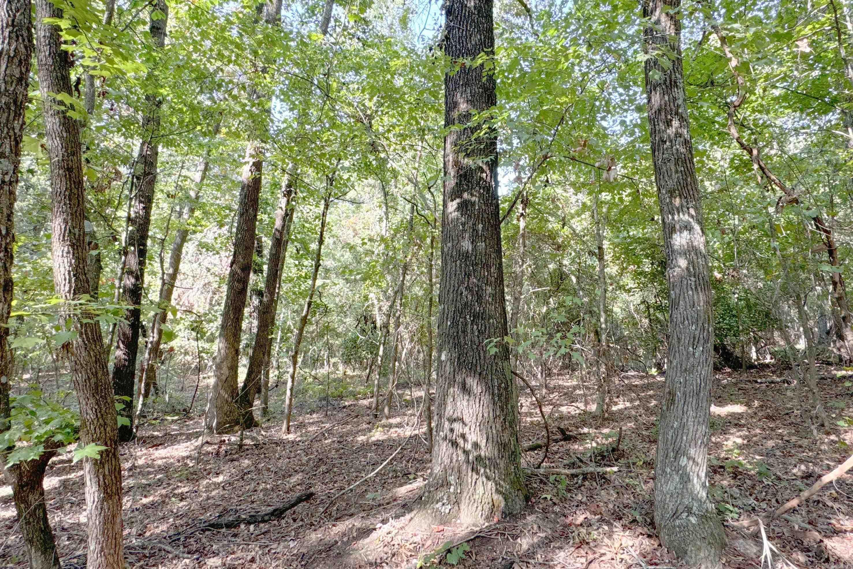 Photo 31 - Vacant Land for sale –   Clay County Rd. 408   Rector, AR