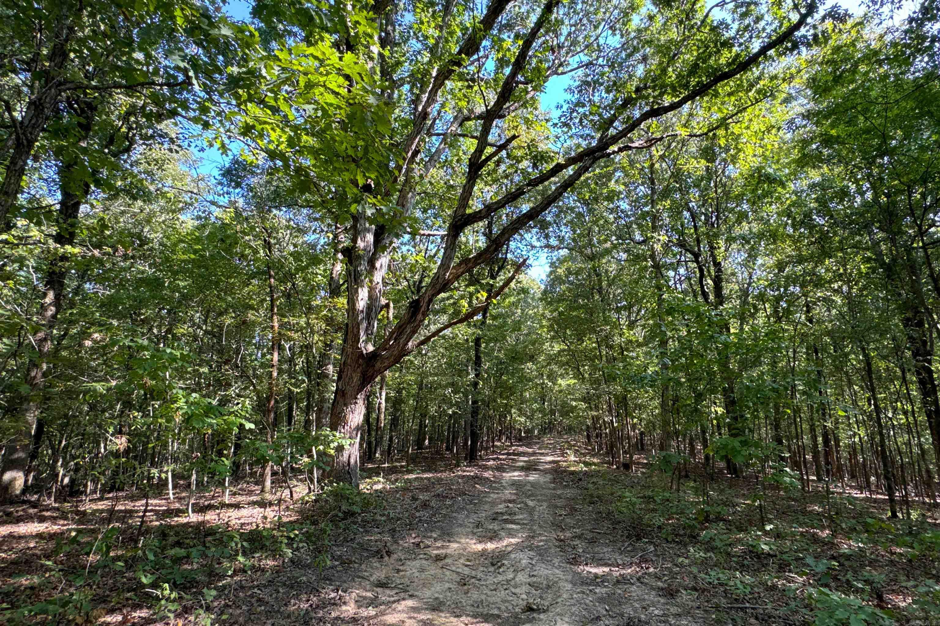 Photo 32 - Vacant Land for sale –   Clay County Rd. 408   Rector, AR