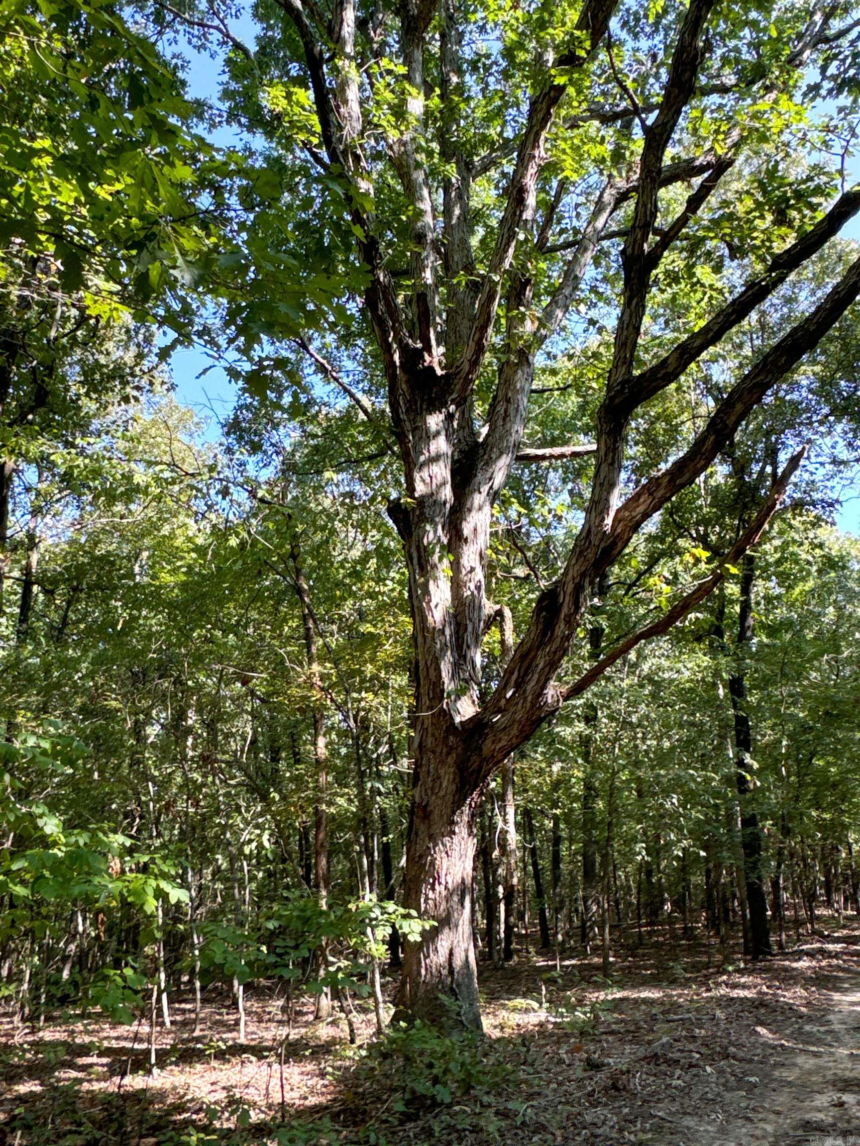 Photo 33 - Vacant Land for sale –   Clay County Rd. 408   Rector, AR