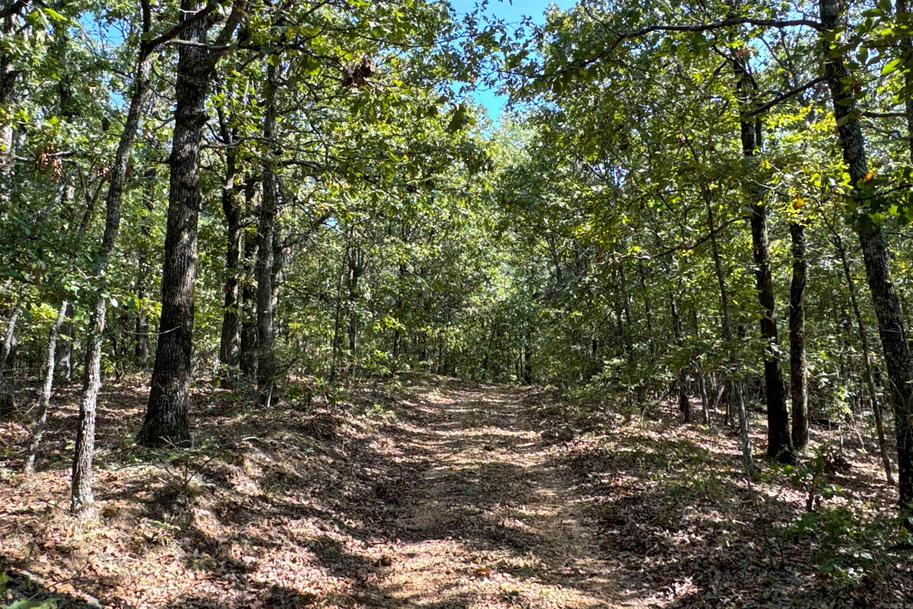 Photo 34 - Vacant Land for sale –   Clay County Rd. 408   Rector, AR