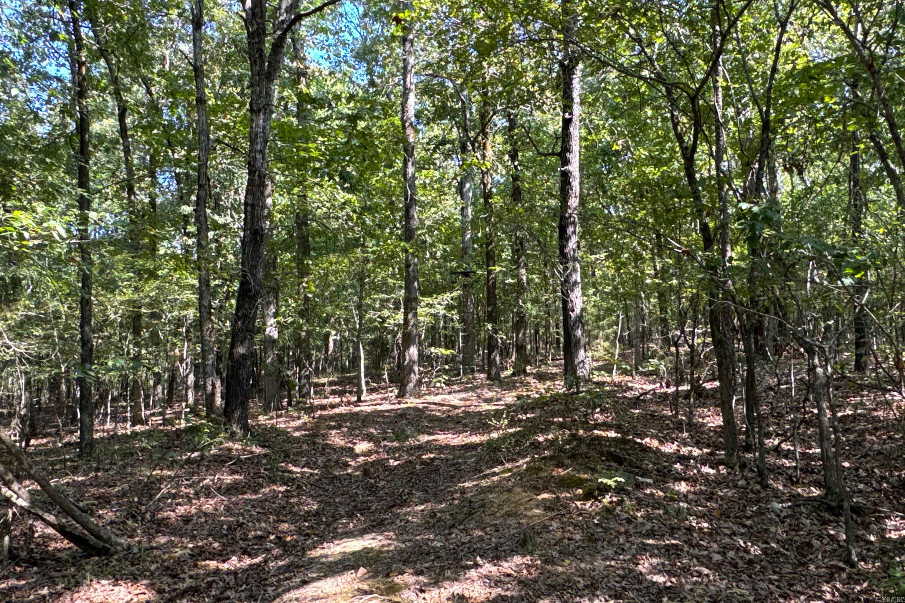 Photo 37 - Vacant Land for sale –   Clay County Rd. 408   Rector, AR
