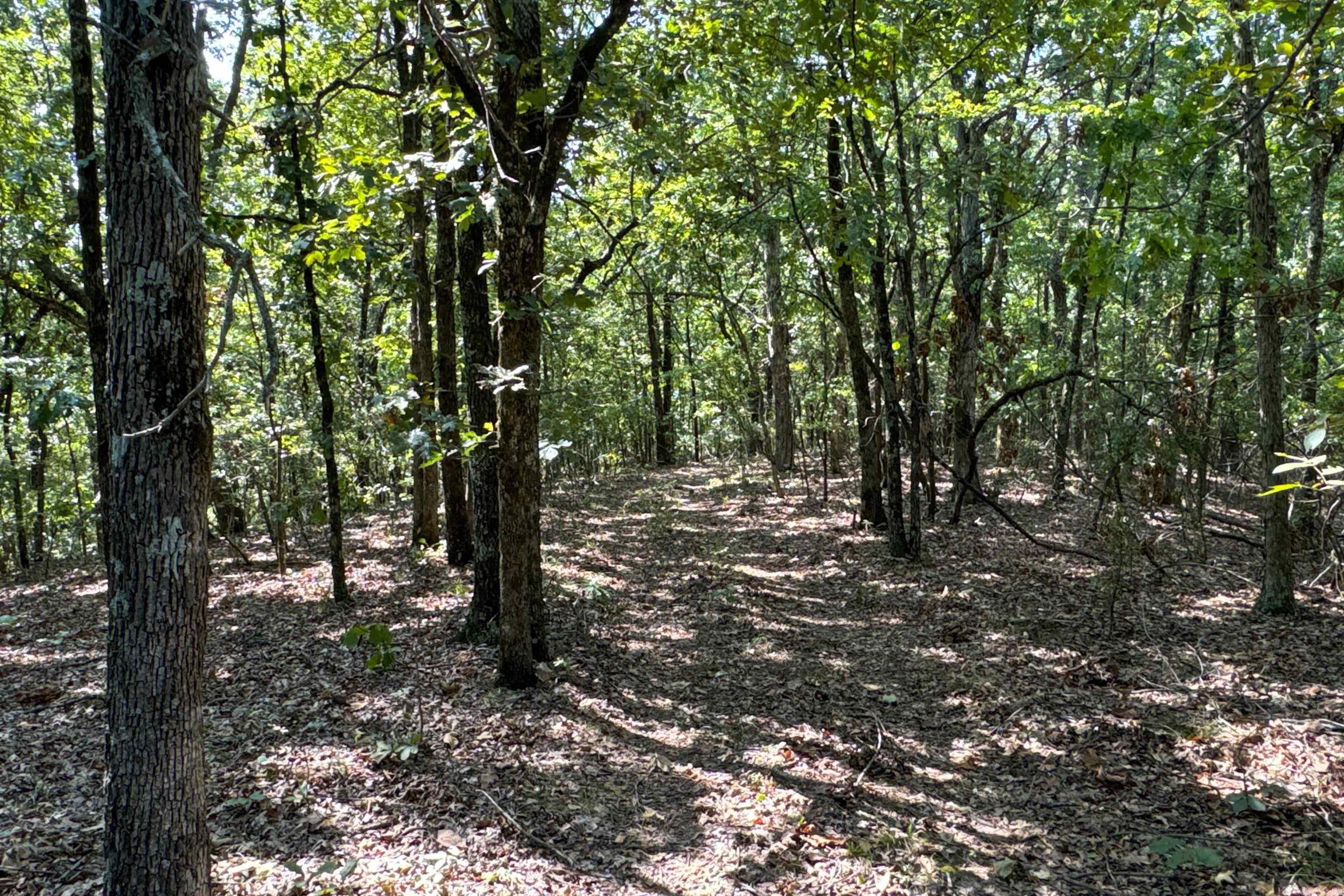 Photo 39 - Vacant Land for sale –   Clay County Rd. 408   Rector, AR
