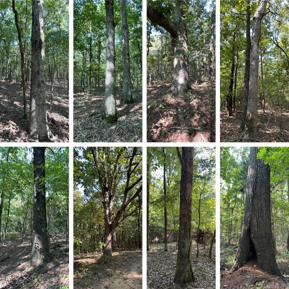 Photo 5 - Vacant Land for sale –   Clay County Rd. 408   Rector, AR