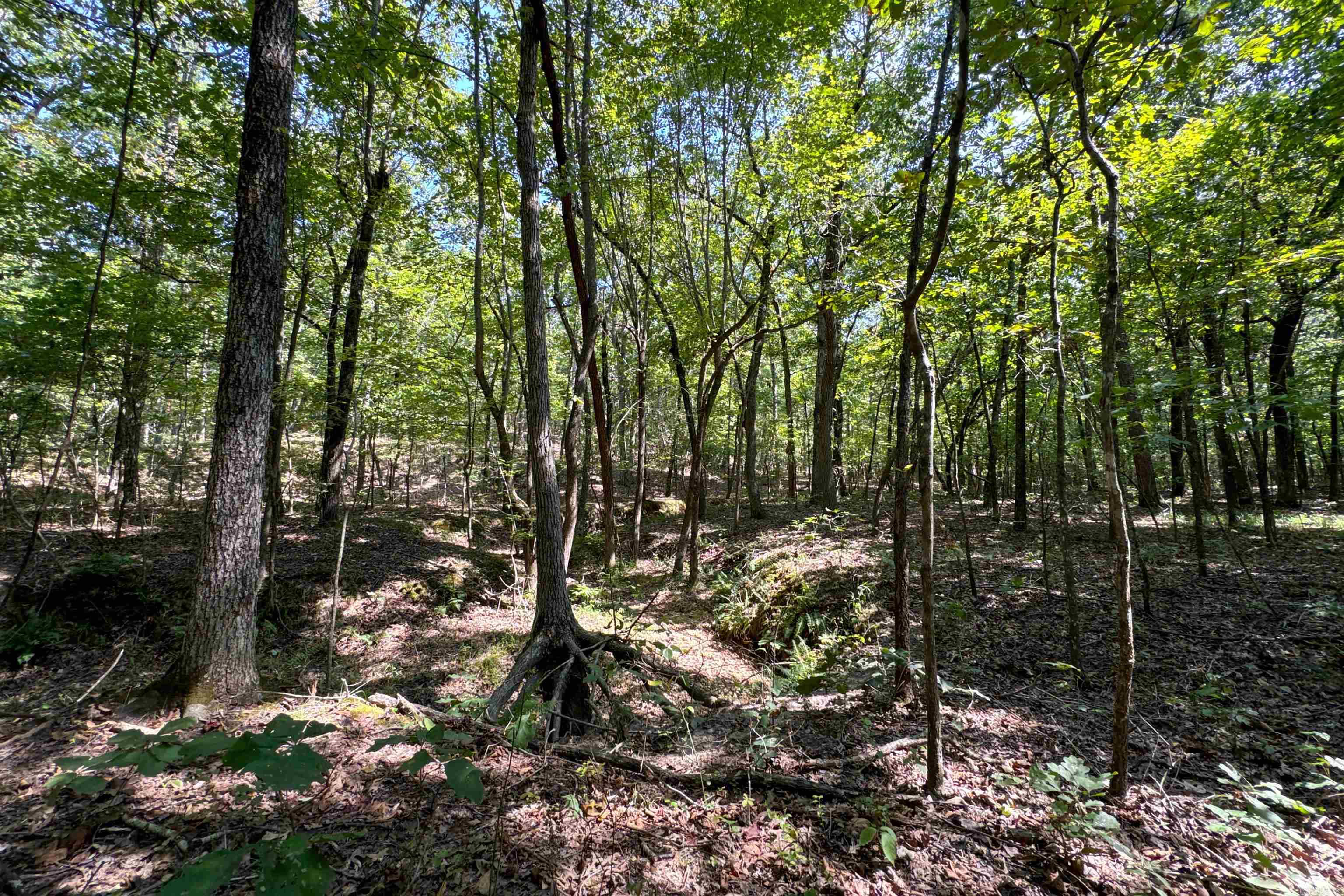 Photo 41 - Vacant Land for sale –   Clay County Rd. 408   Rector, AR
