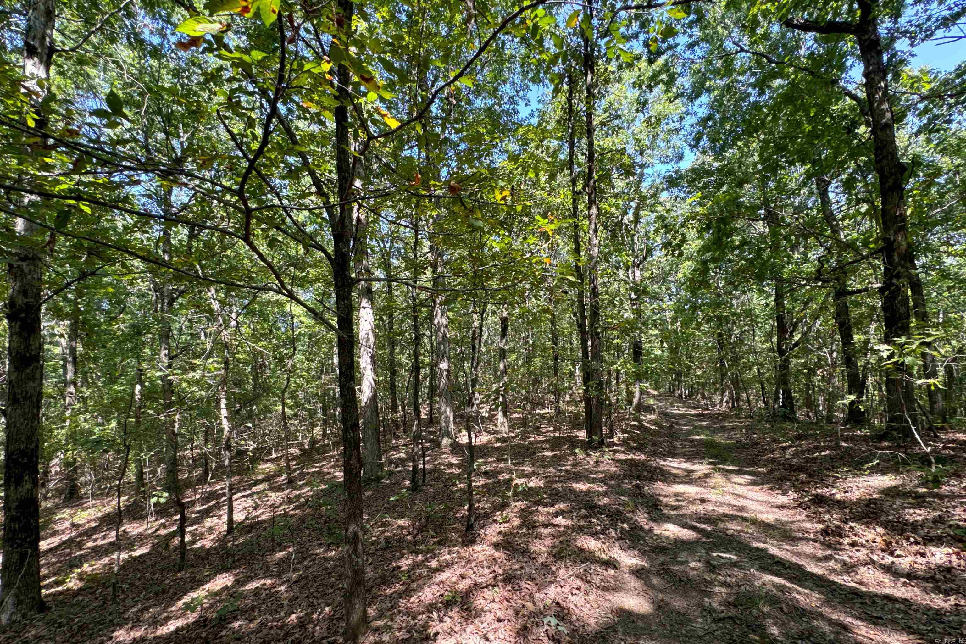 Photo 43 - Vacant Land for sale –   Clay County Rd. 408   Rector, AR