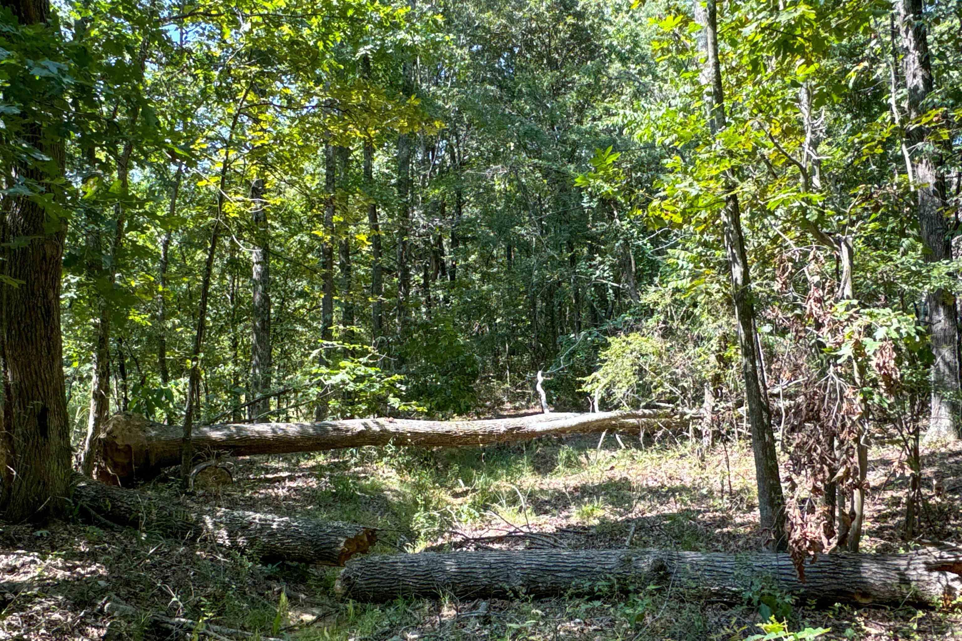 Photo 45 - Vacant Land for sale –   Clay County Rd. 408   Rector, AR