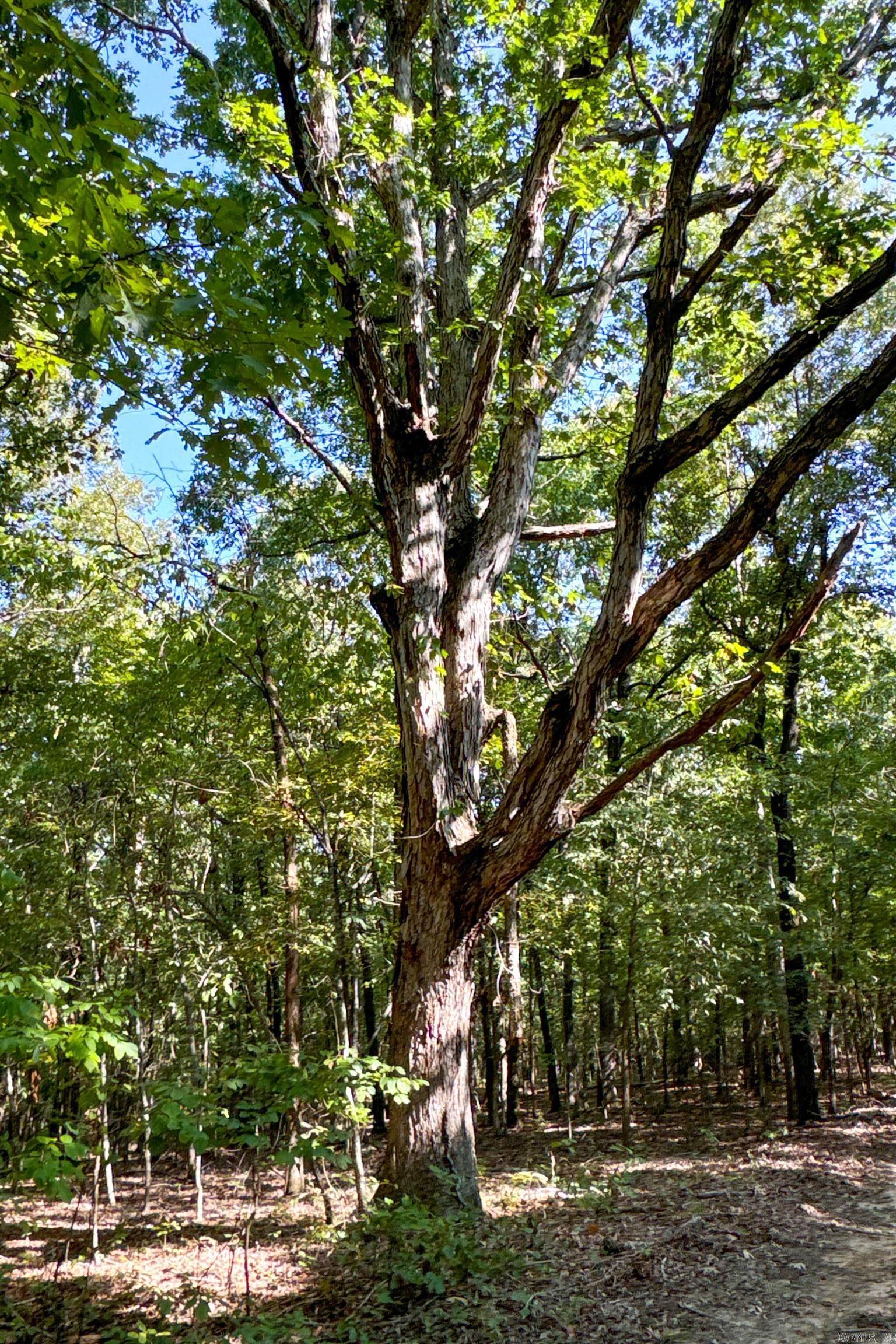 Photo 46 - Vacant Land for sale –   Clay County Rd. 408   Rector, AR
