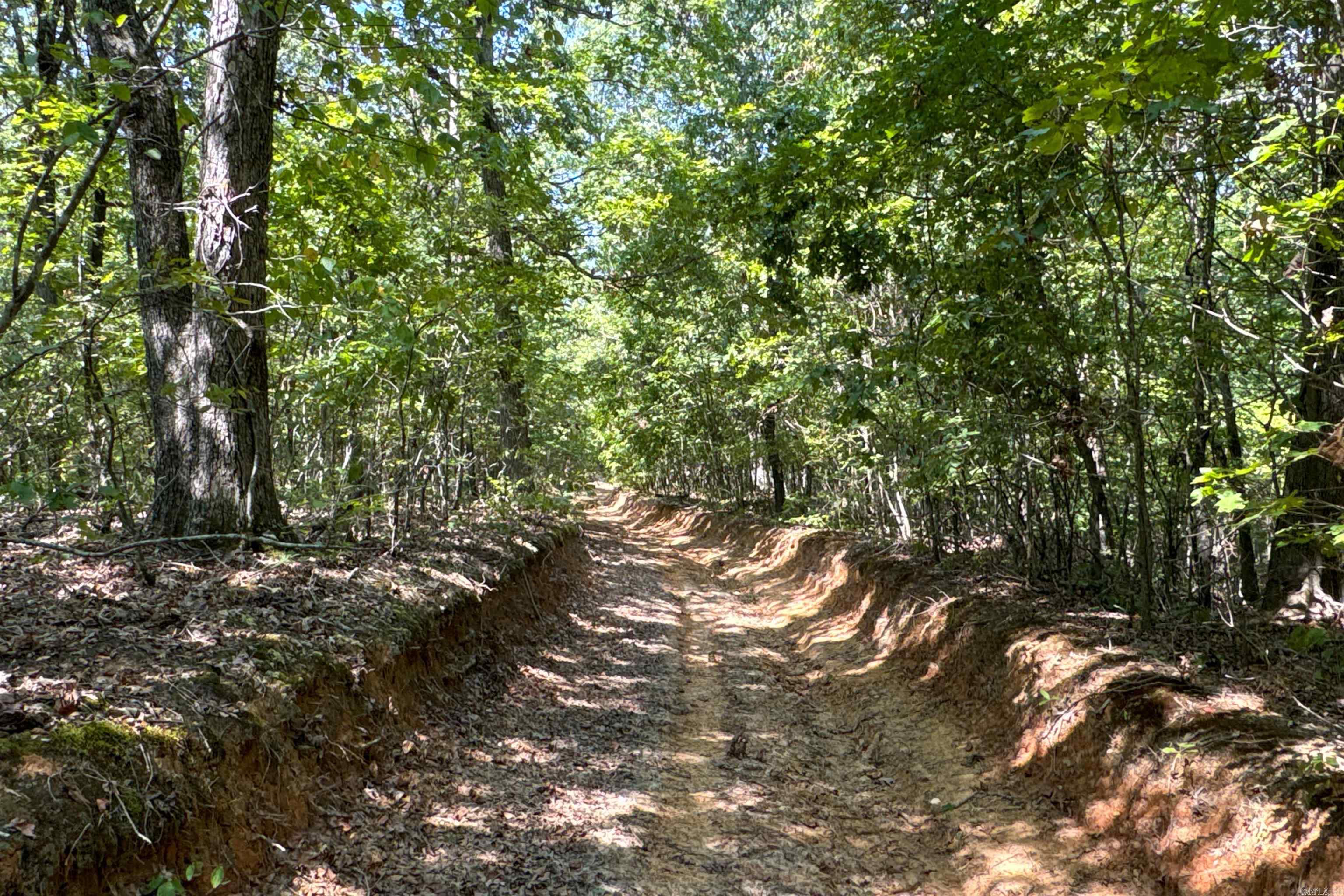 Photo 7 - Vacant Land for sale –   Clay County Rd. 408   Rector, AR