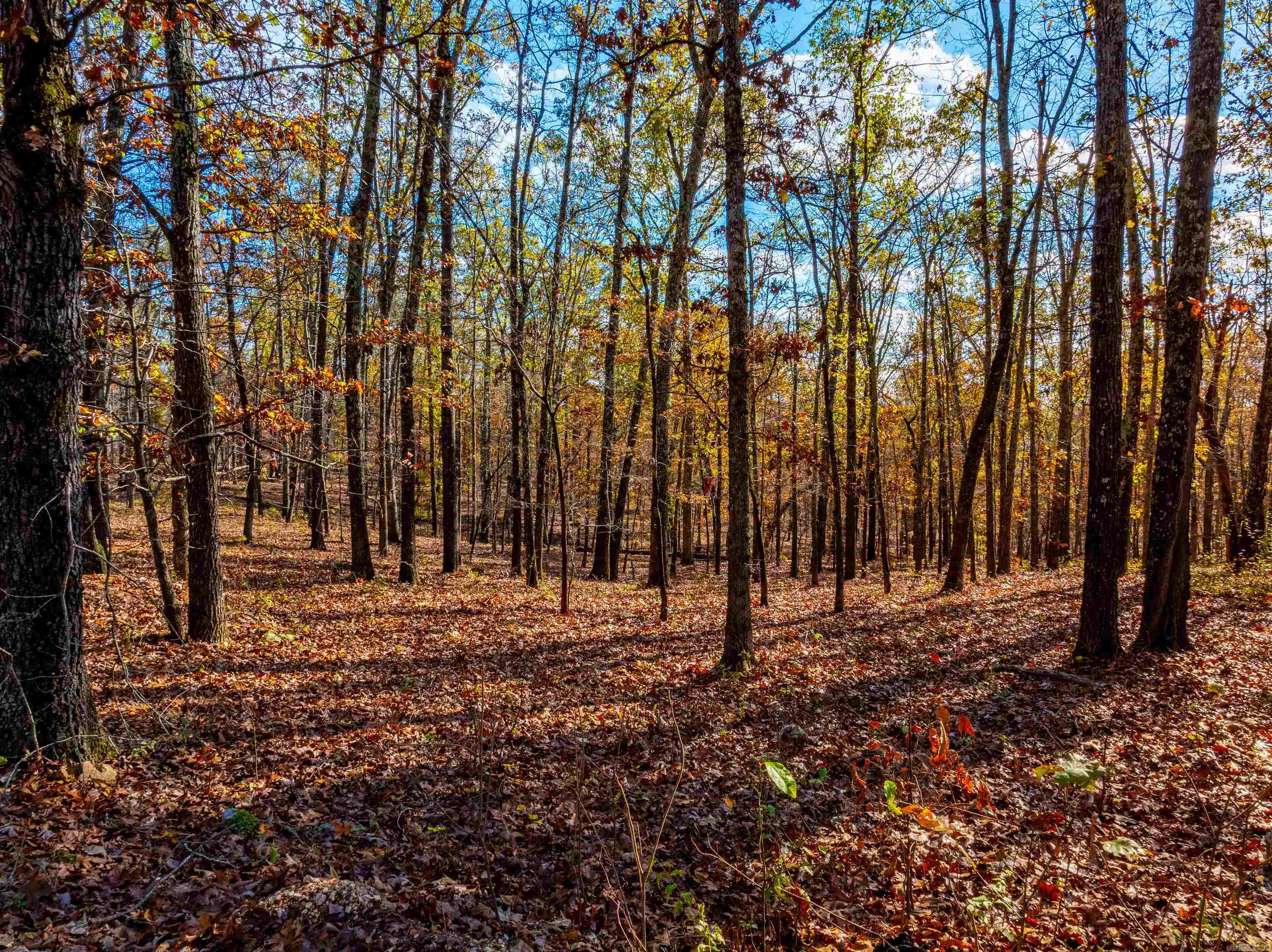 Photo 2 - Vacant Land for sale –   River Rd   Hardy, AR