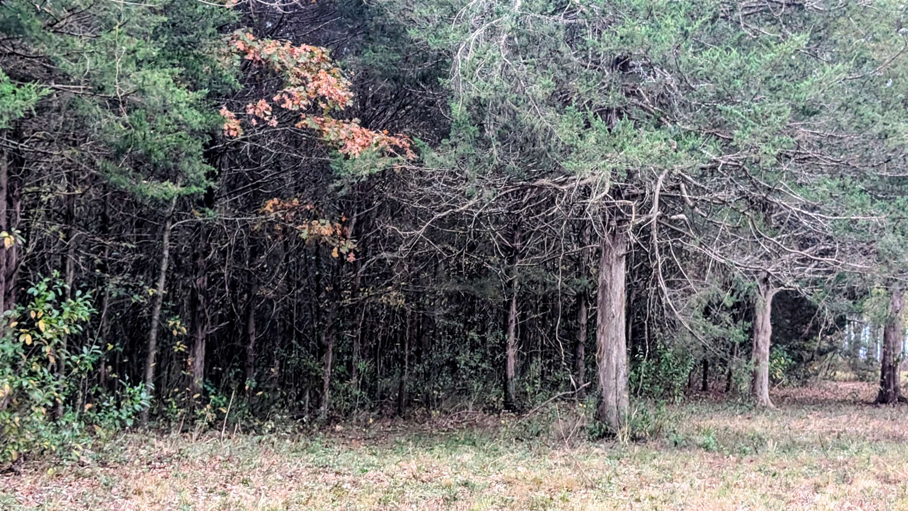 Photo 14 - Vacant Land for sale – 1805  Fox   Horseshoe Bend, AR