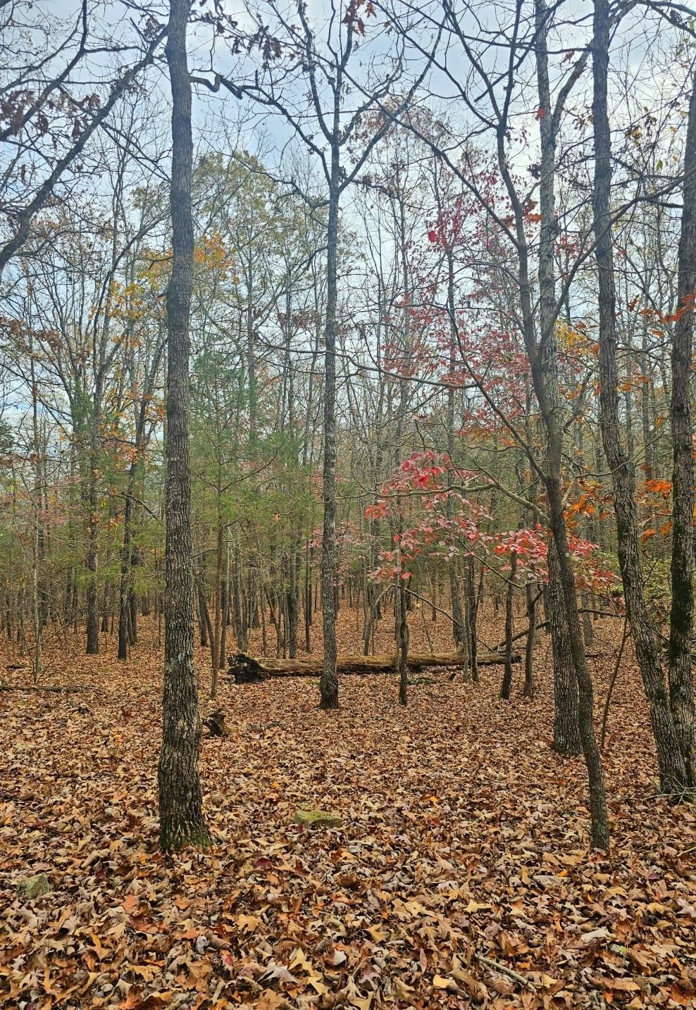 Photo 4 - Vacant Land for sale –   Dome Valley   Cave City, AR