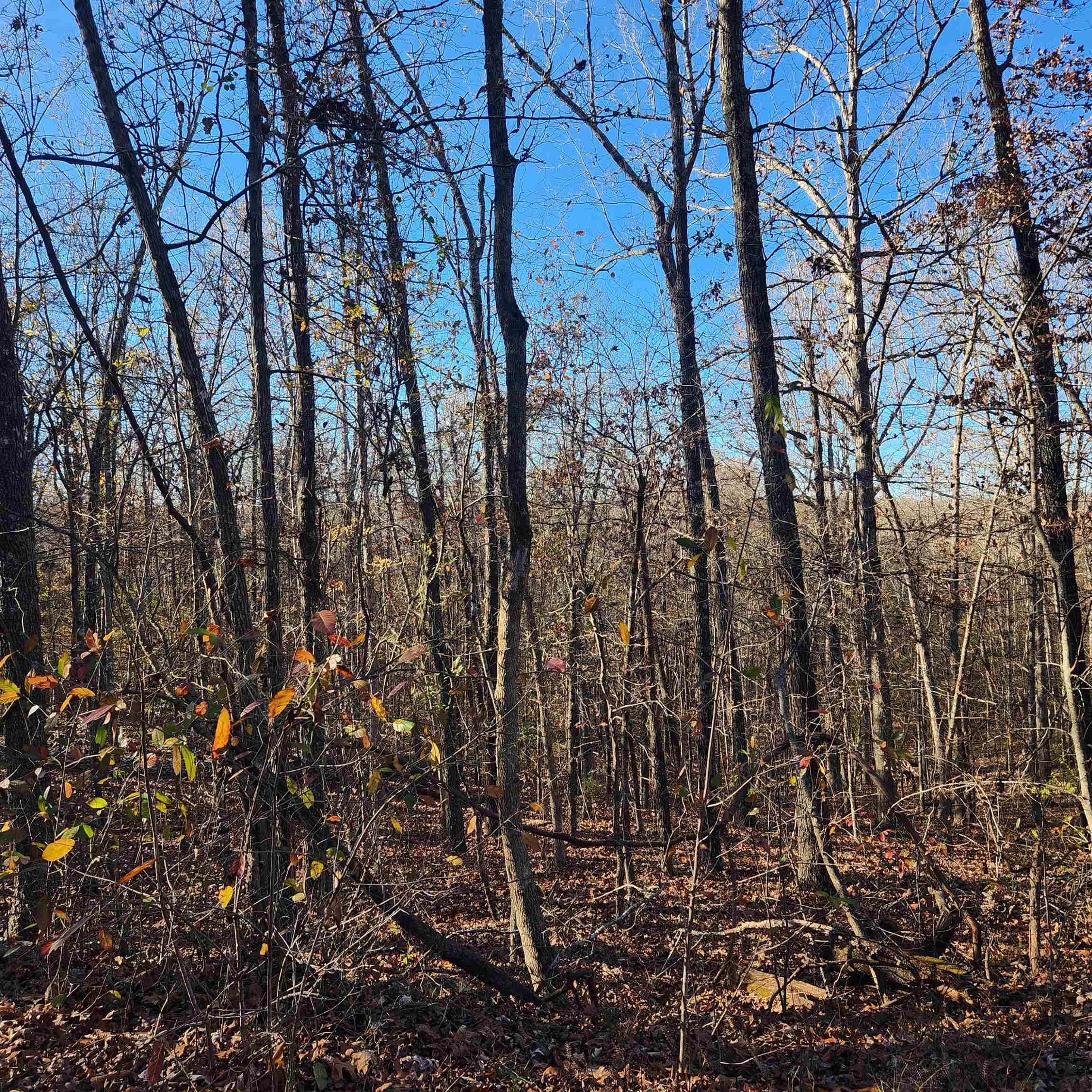 Photo 11 - Vacant Land for sale – L63-64 B-11  Miami   Cherokee Village, AR