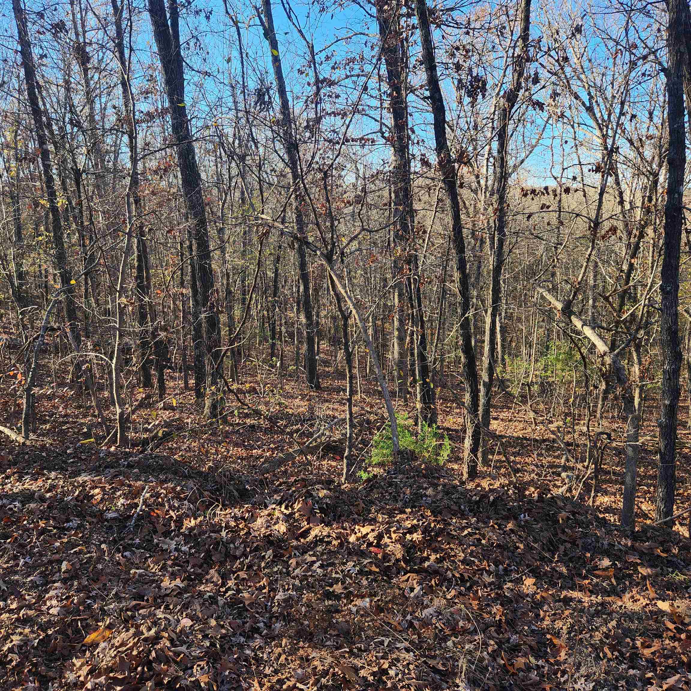 Photo 14 - Vacant Land for sale – L63-64 B-11  Miami   Cherokee Village, AR