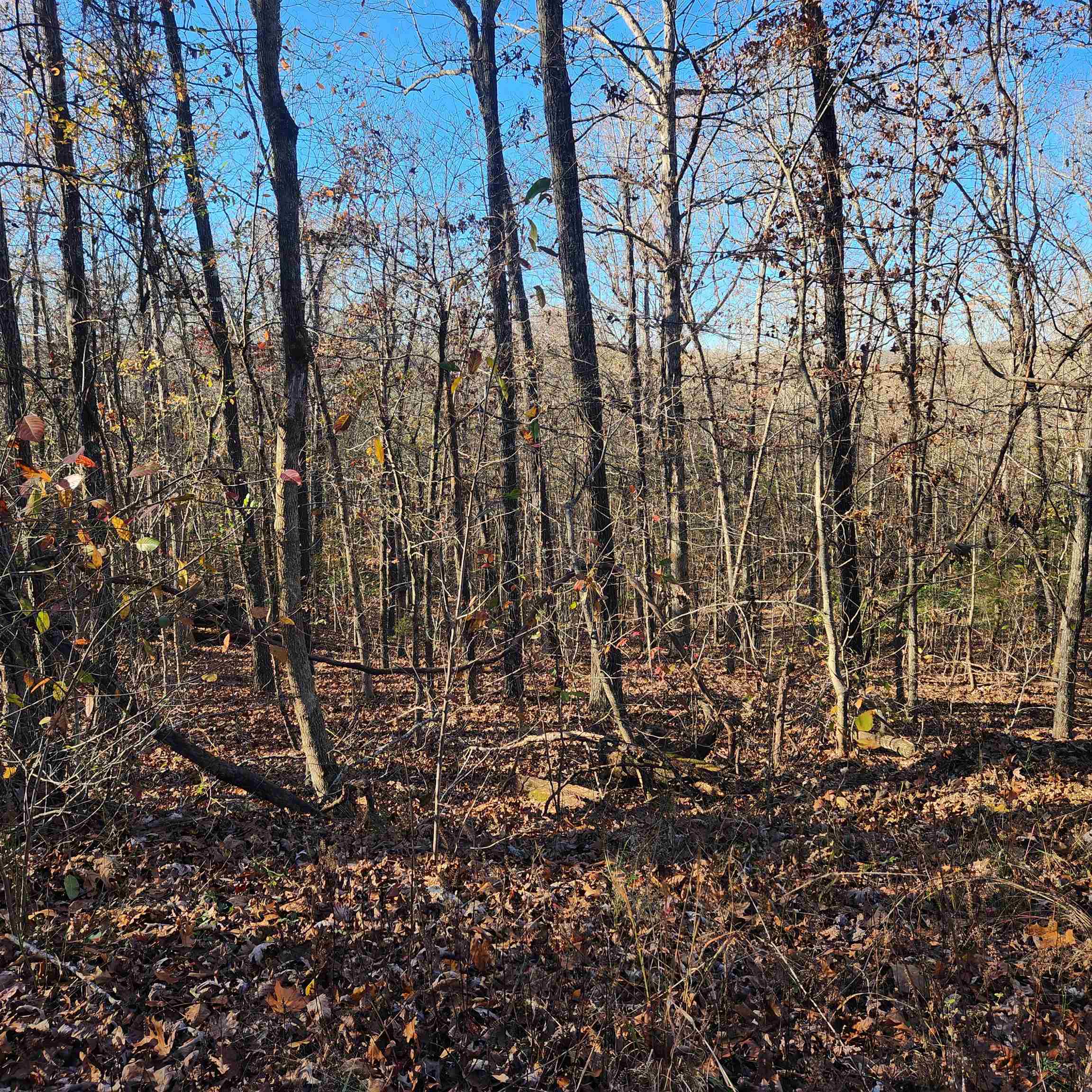 Photo 7 - Vacant Land for sale – L63-64 B-11  Miami   Cherokee Village, AR