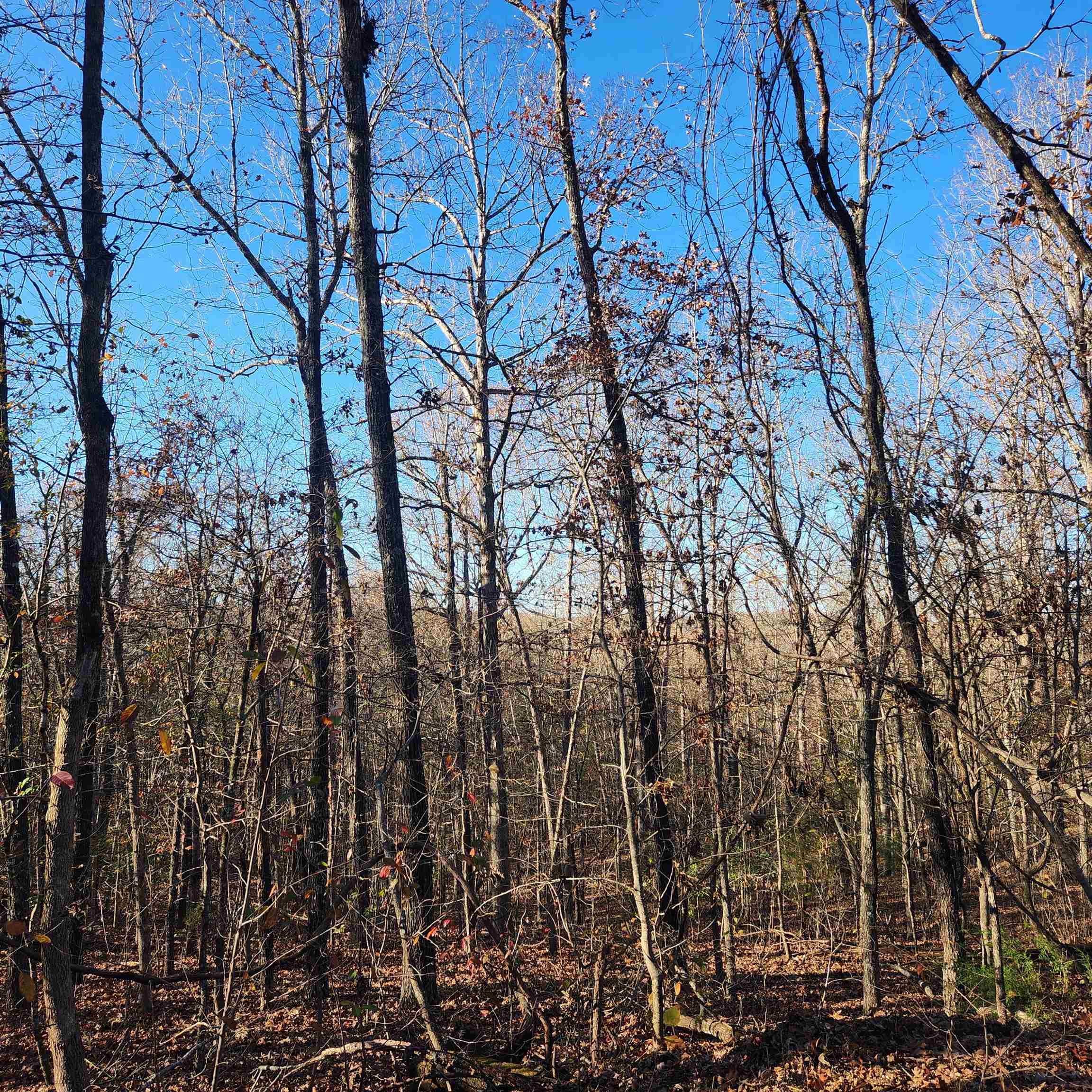 Photo 9 - Vacant Land for sale – L63-64 B-11  Miami   Cherokee Village, AR