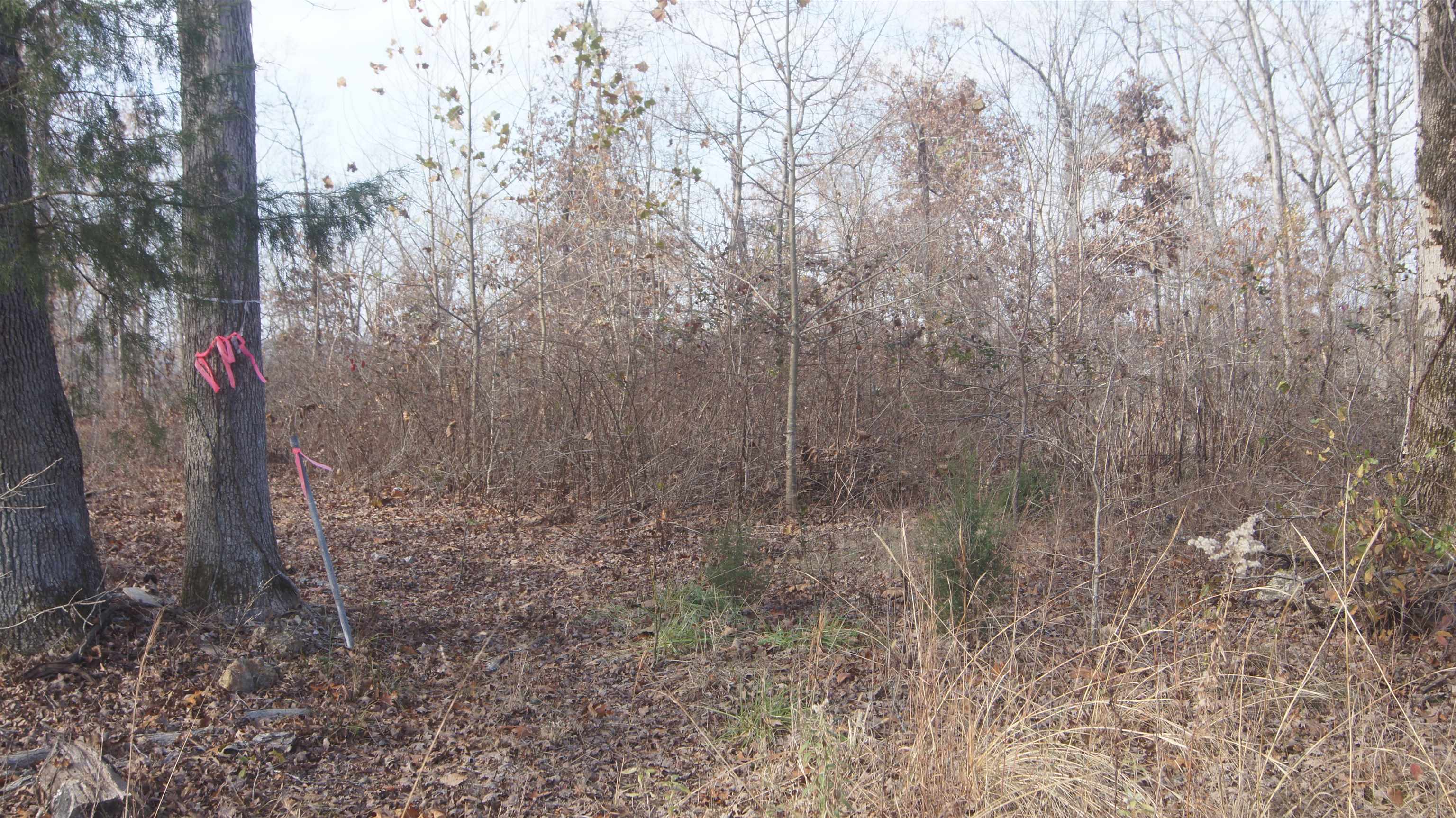 Photo 4 - Vacant Land for sale – TBD  Hwy 63 N   Hardy, AR