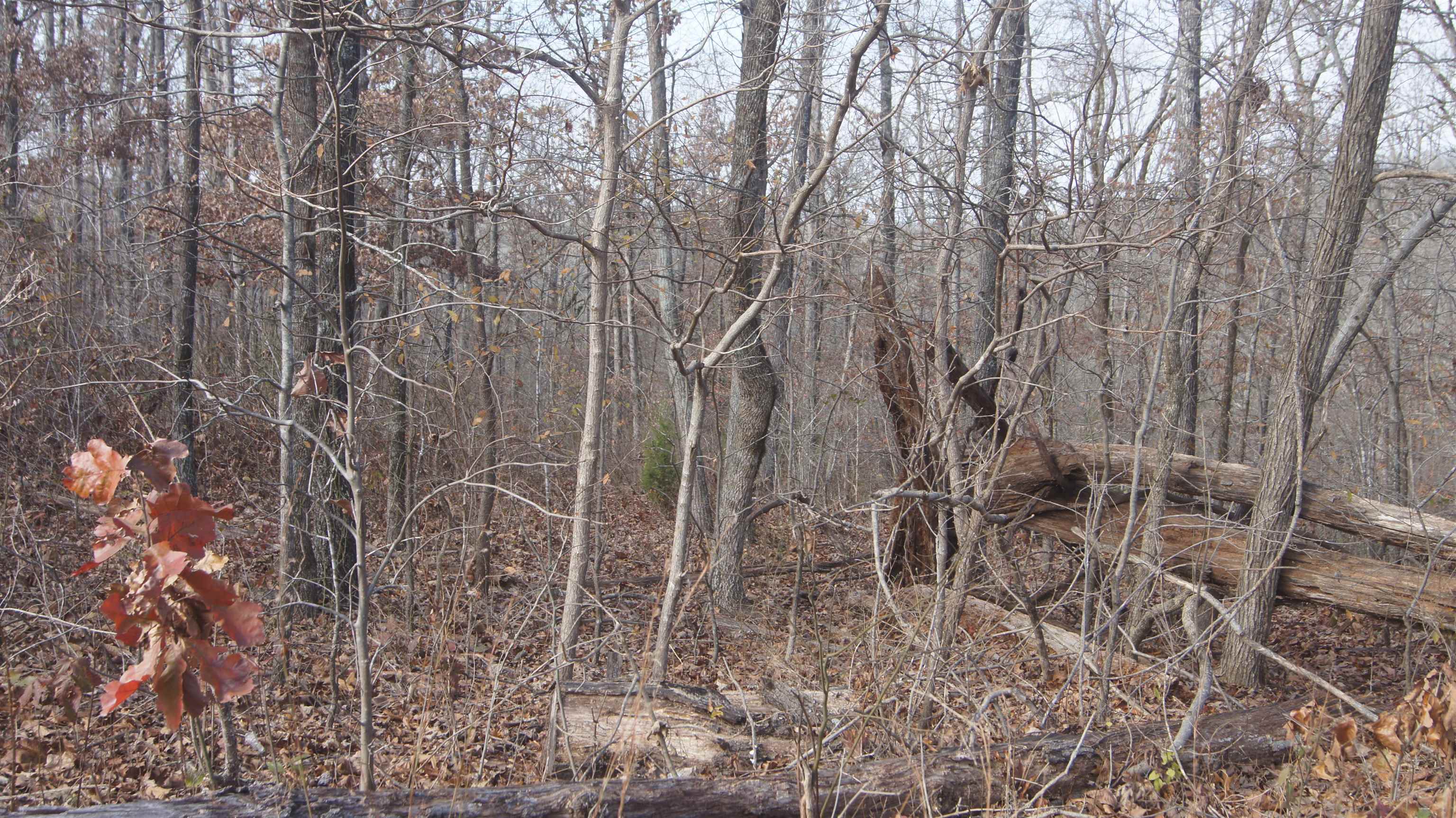 Photo 6 - Vacant Land for sale – TBD  Hwy 63 N   Hardy, AR