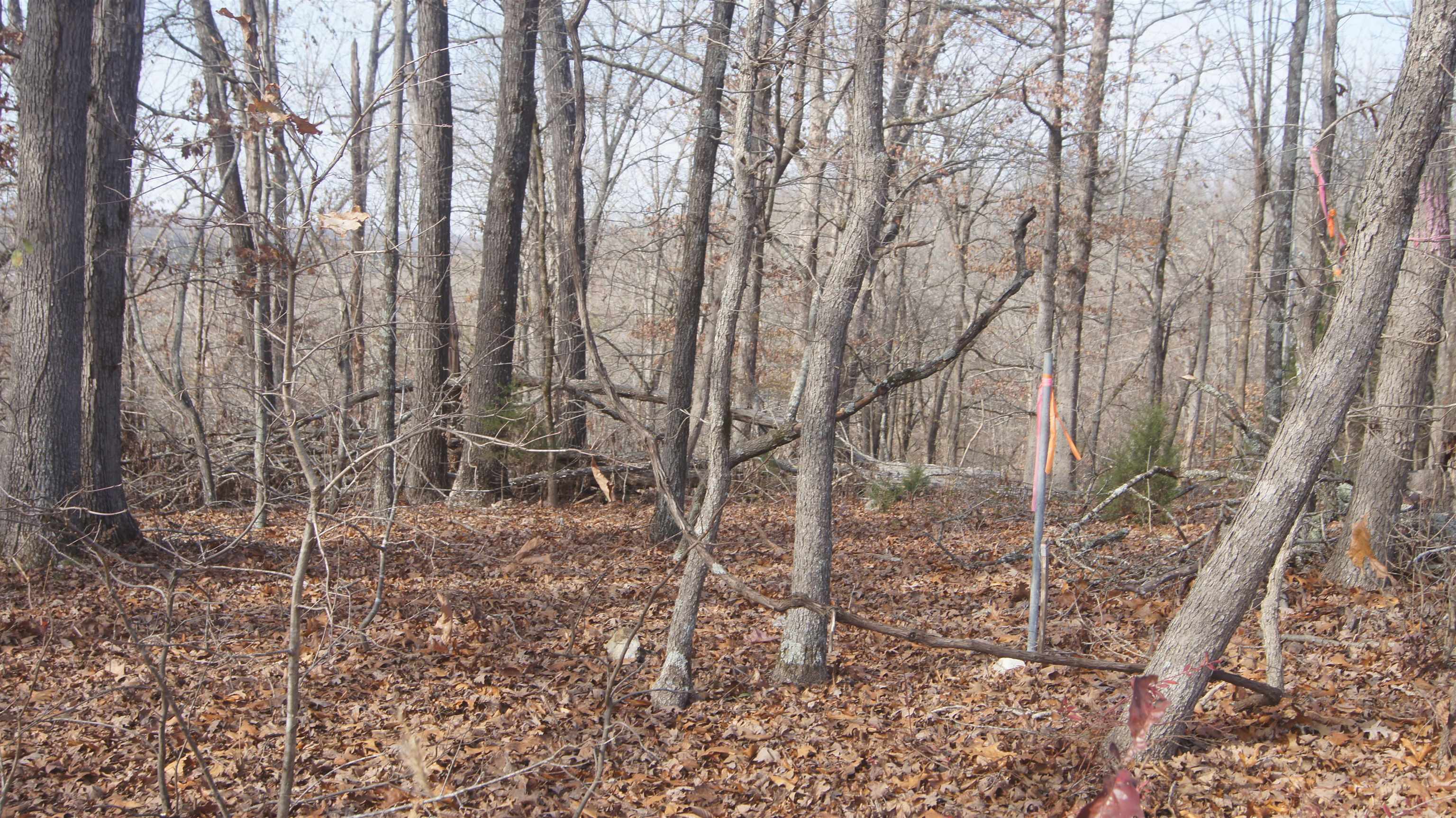 Photo 7 - Vacant Land for sale – TBD  Hwy 63 N   Hardy, AR