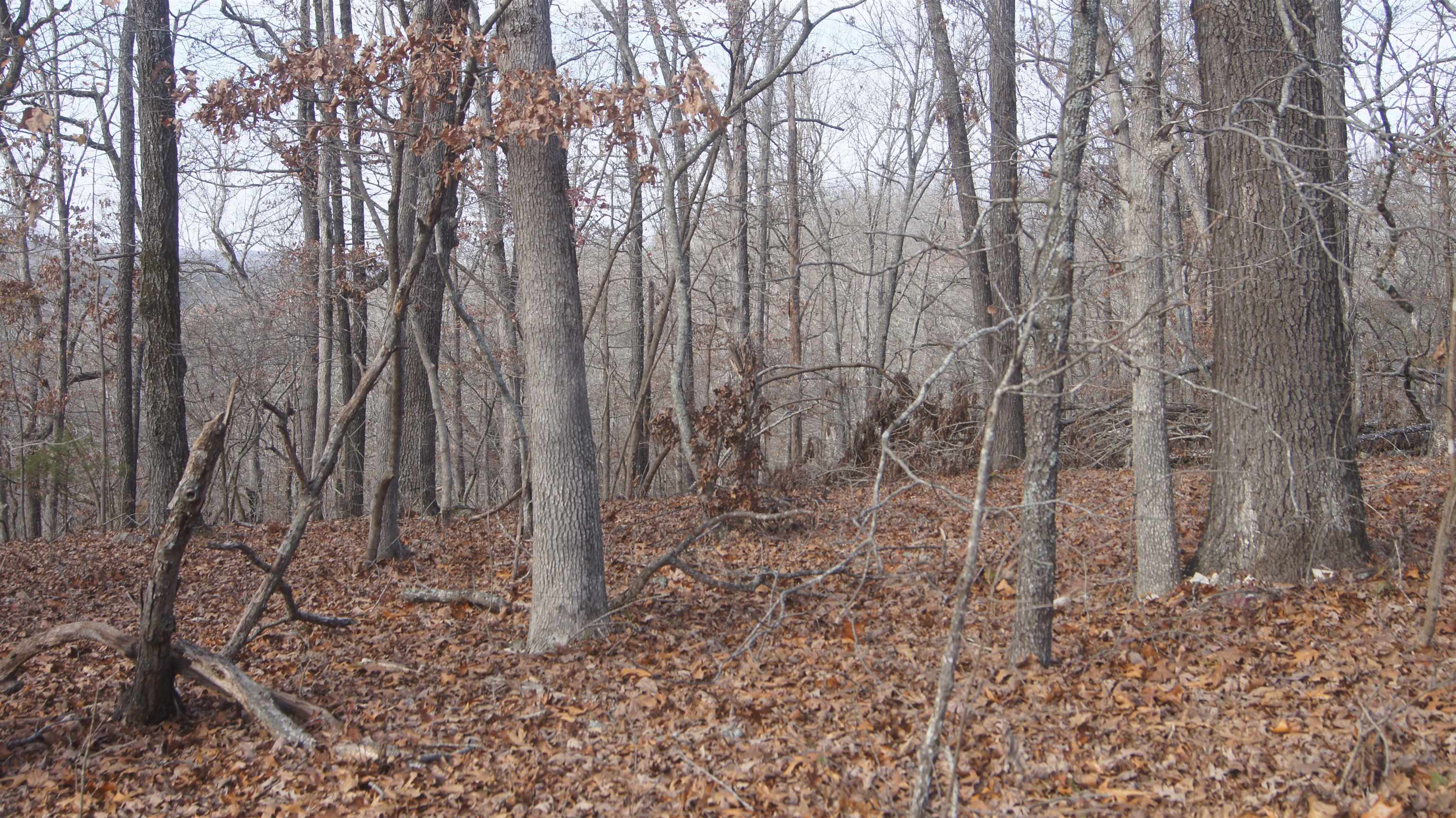Photo 8 - Vacant Land for sale – TBD  Hwy 63 N   Hardy, AR