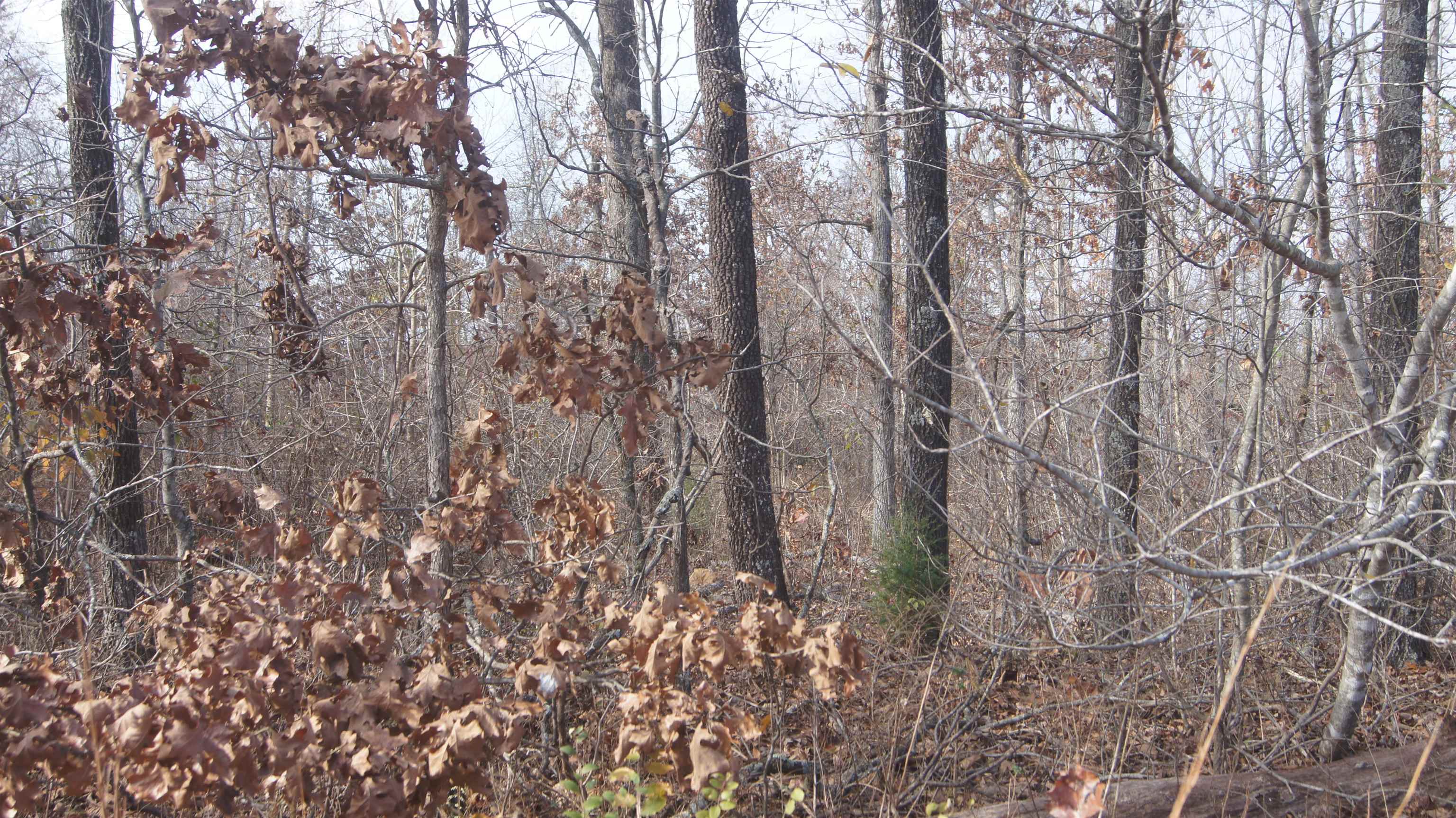 Photo 9 - Vacant Land for sale – TBD  Hwy 63 N   Hardy, AR