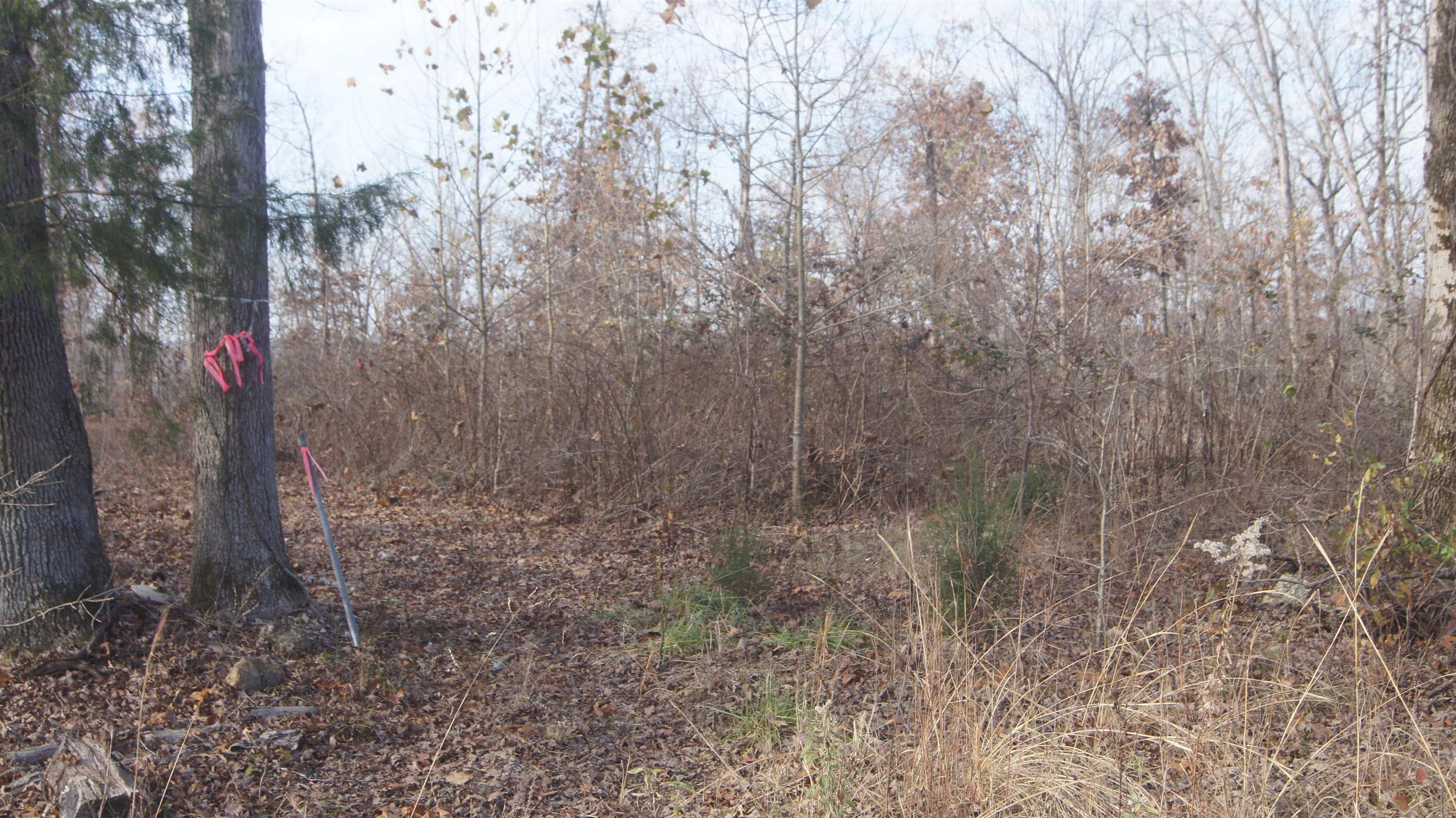 Photo 10 - Vacant Land for sale – TBD  Hwy 63 N   Hardy, AR