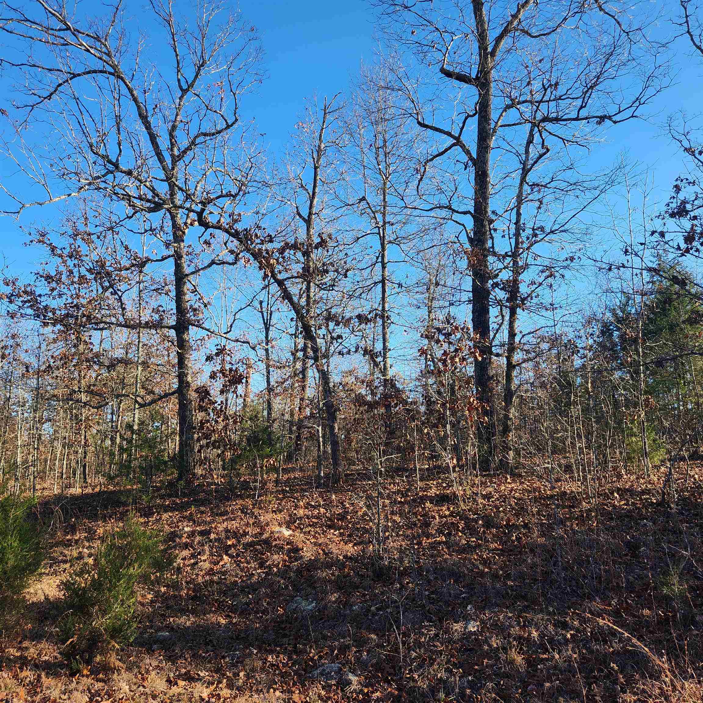 Photo 4 - Vacant Land for sale – 808 W Forest Hills   Horseshoe Bend, AR