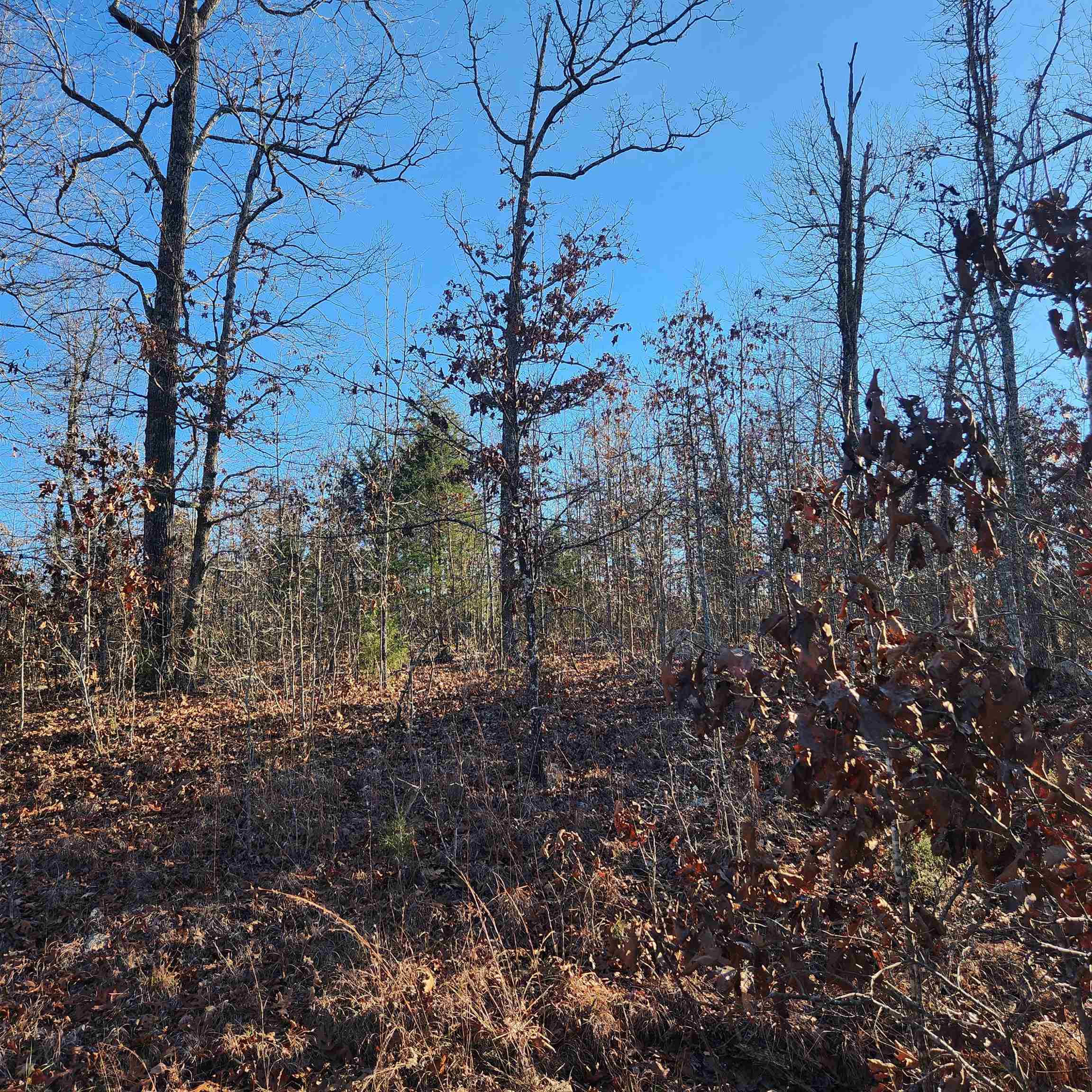 Photo 5 - Vacant Land for sale – 808 W Forest Hills   Horseshoe Bend, AR