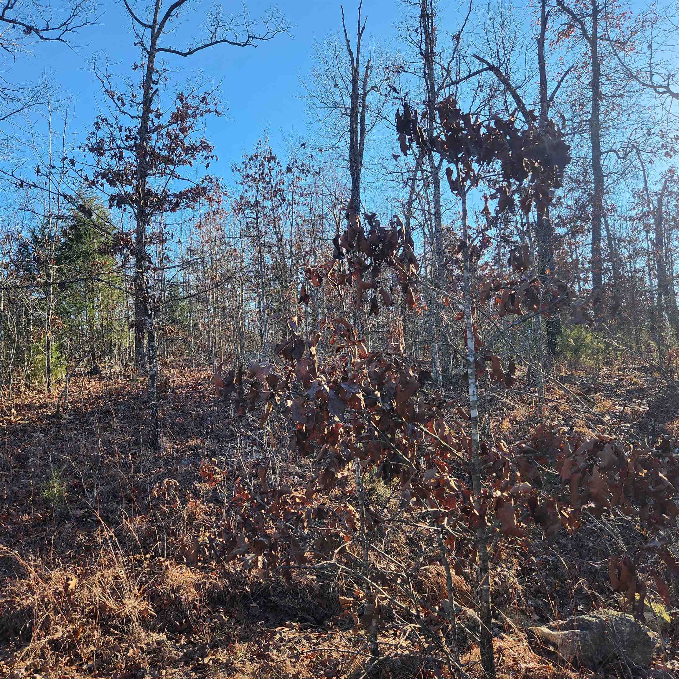 Photo 6 - Vacant Land for sale – 808 W Forest Hills   Horseshoe Bend, AR