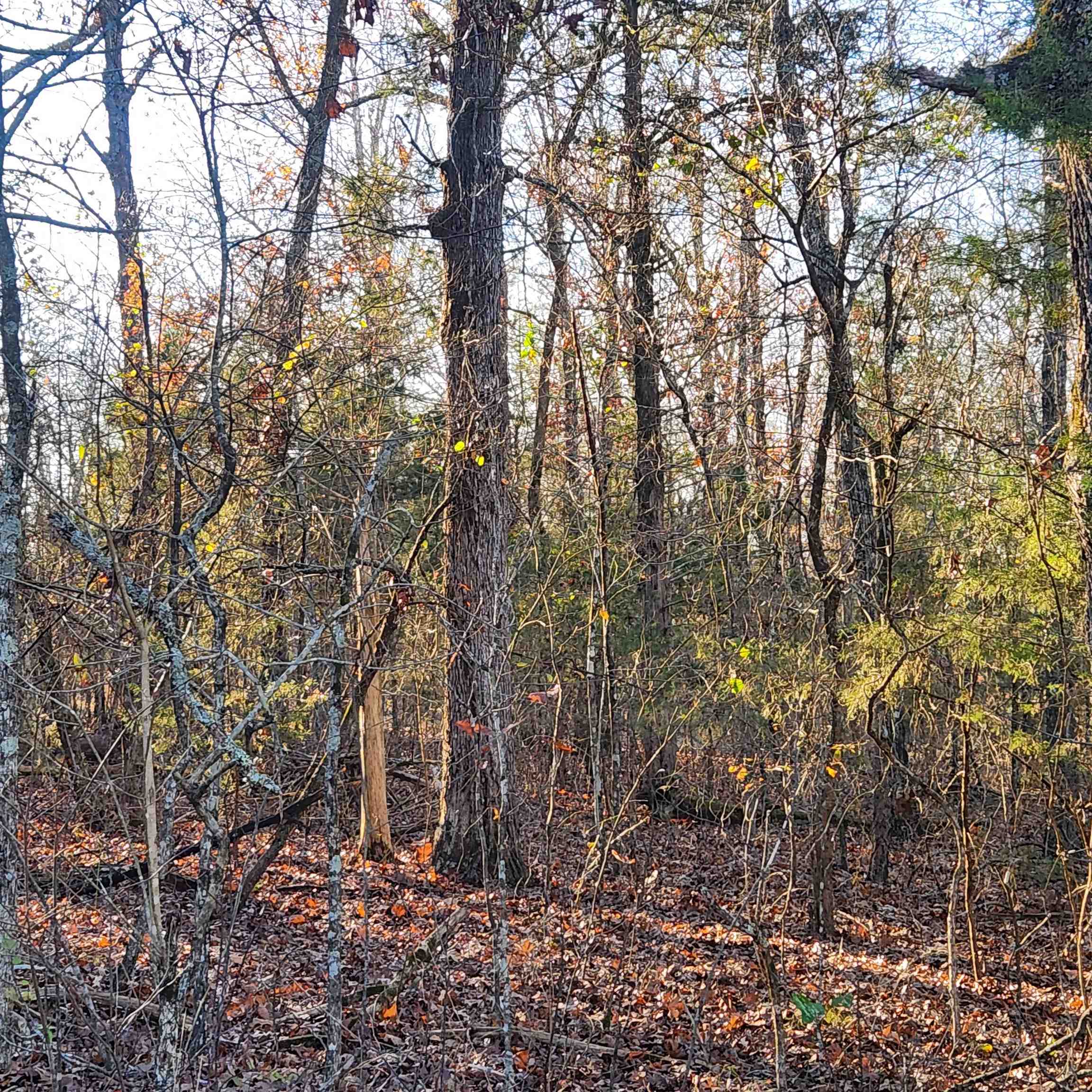 Photo 11 - Vacant Land for sale – 1505  Riverview   Horseshoe Bend, AR