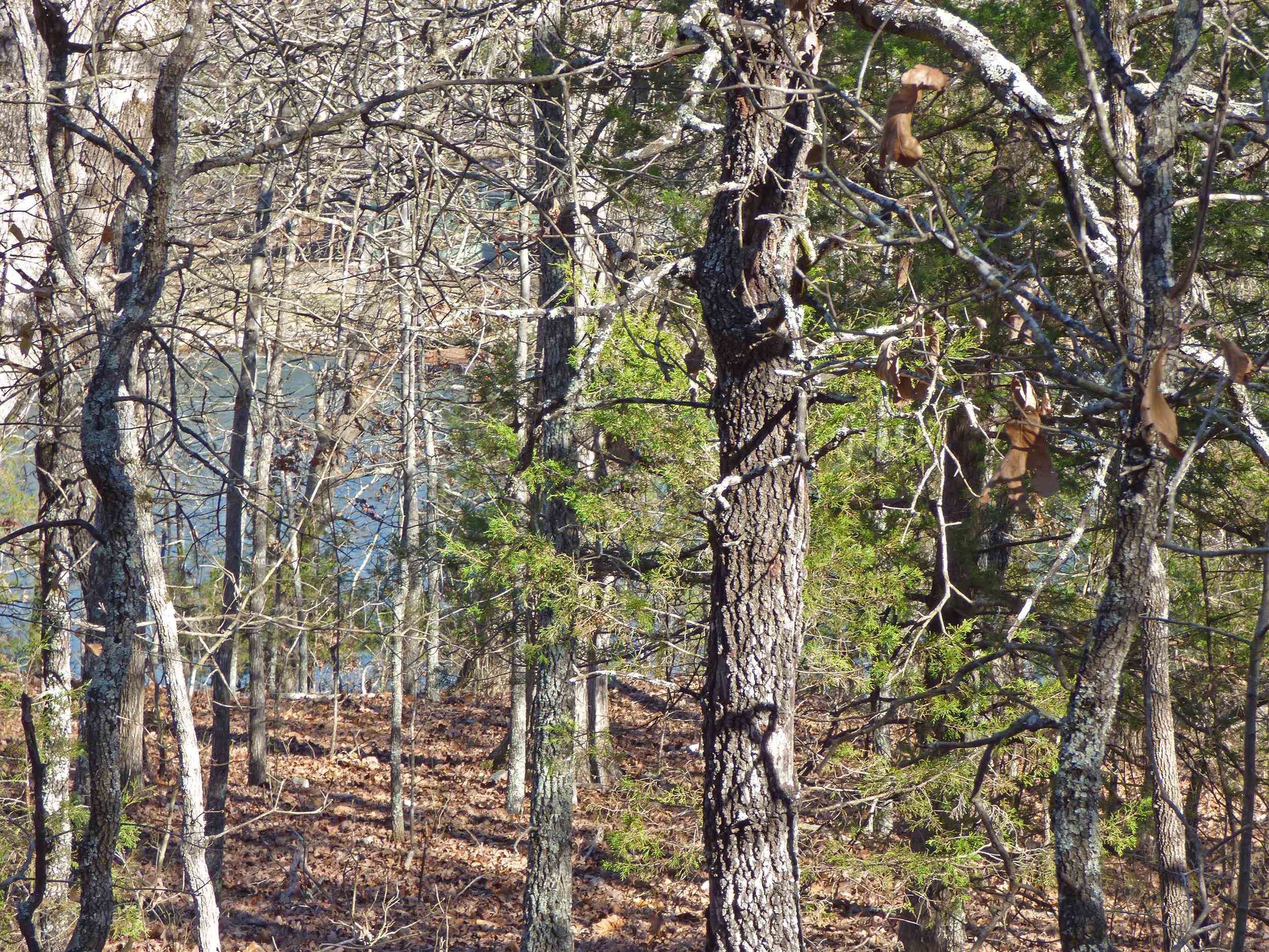 Photo 6 - Vacant Land for sale – 52  Isleta   Cherokee Village, AR