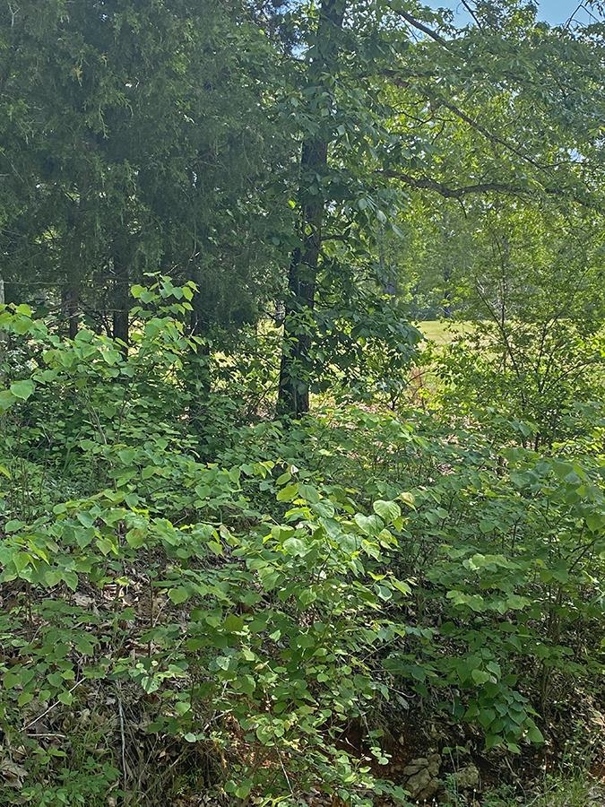 Photo 4 - Vacant Land for sale –   Alamo   Cherokee Village, AR