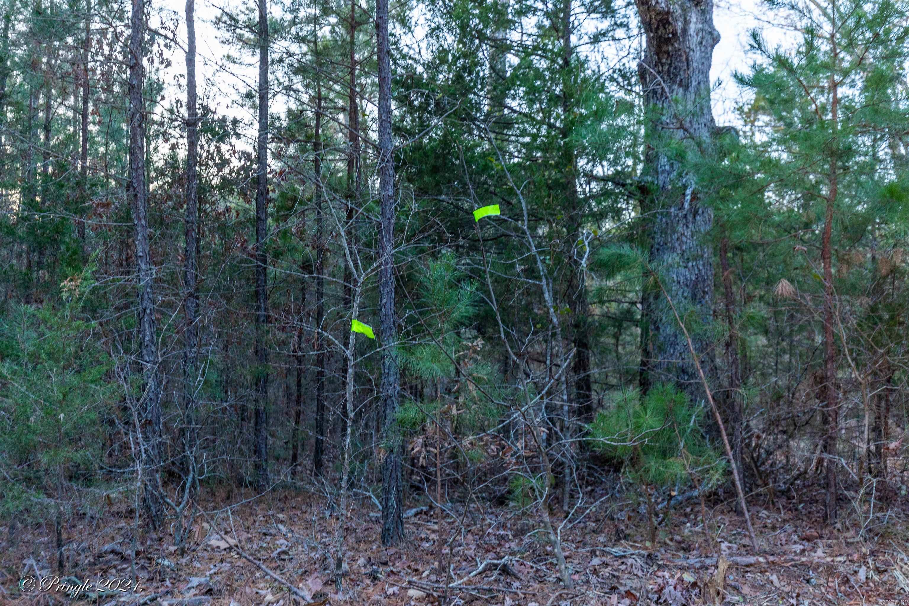 Photo 4 - Vacant Land for sale – 000  Highway 223 South   Bexar, AR