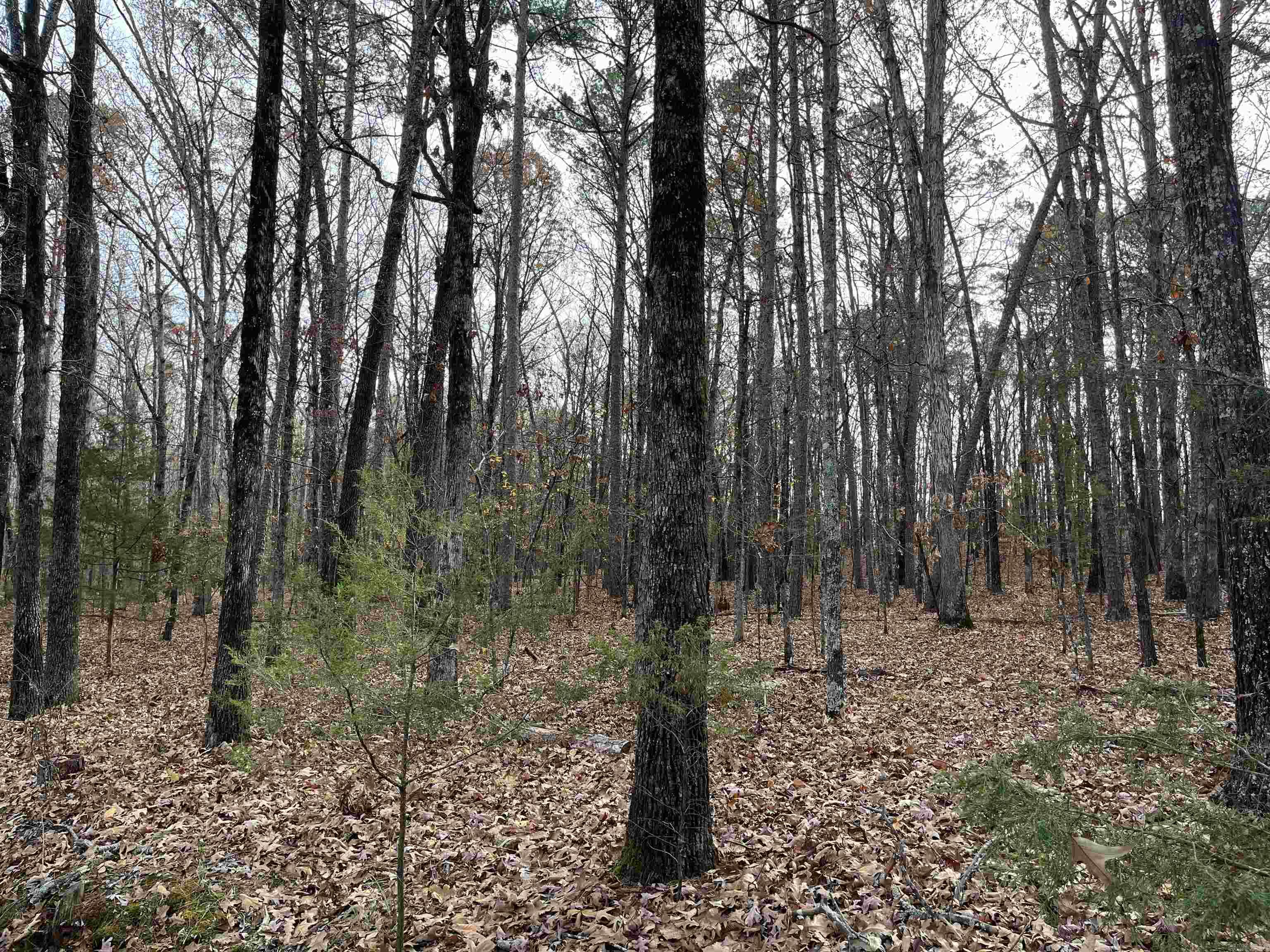 Farm/Ranch/Land for sale – Lot 307  Tannenbaum Rd   Drasco, AR