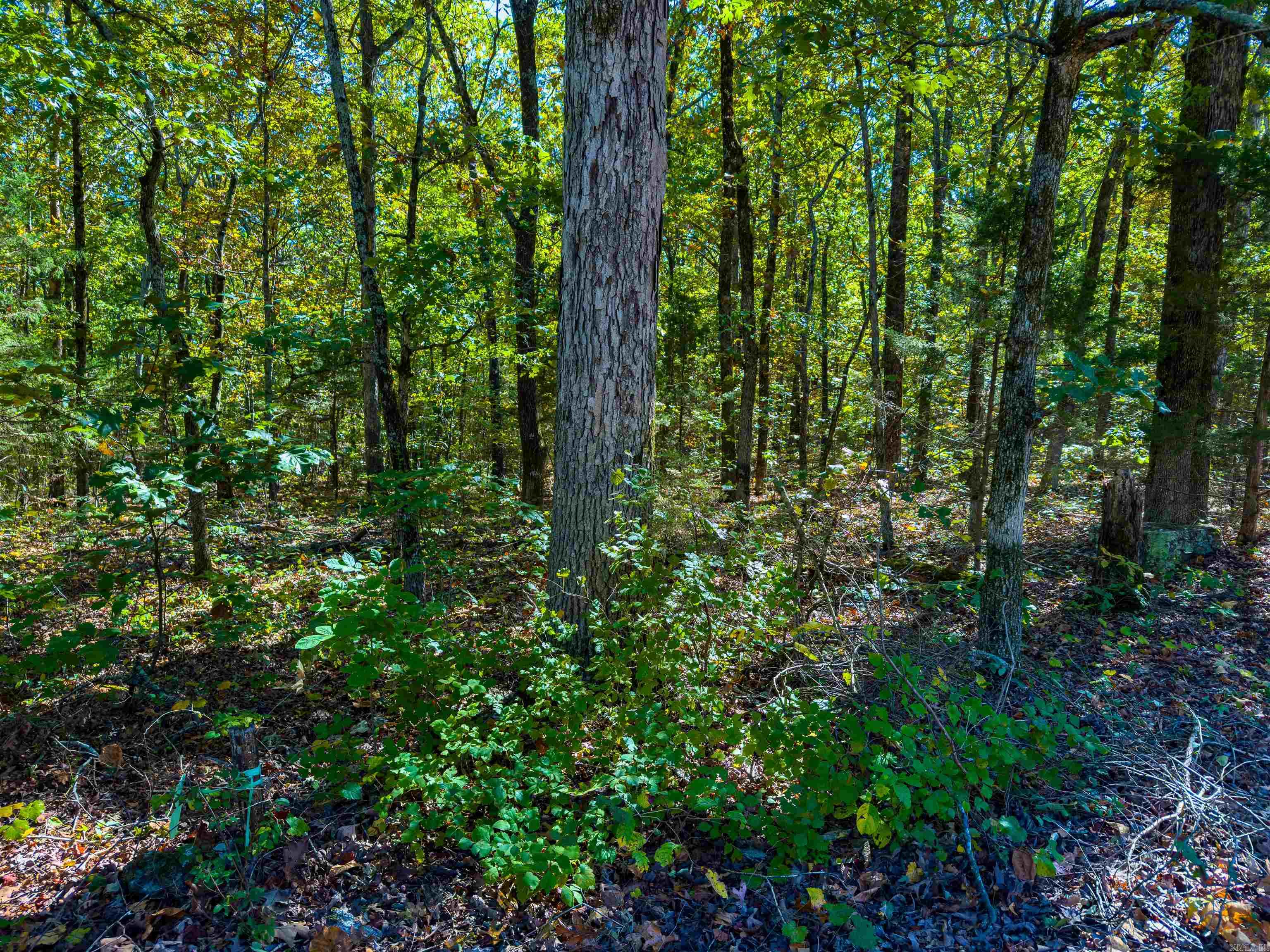 Photo 5 - Vacant Land for sale – TBD  Castle   Batesville, AR