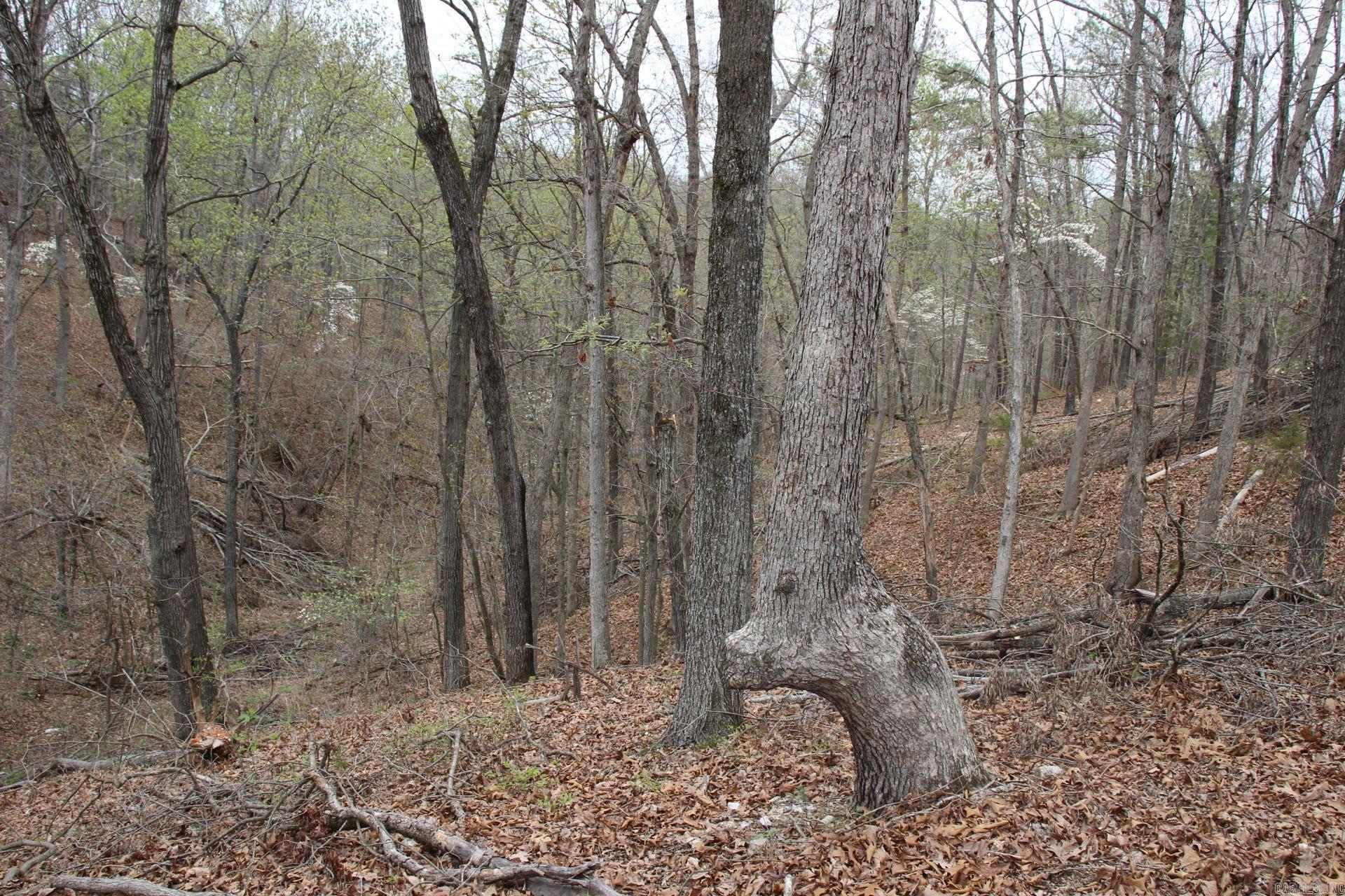 Photo 11 - Vacant Land for sale – 001-08184-000 N Hwy 125   Yellville, AR