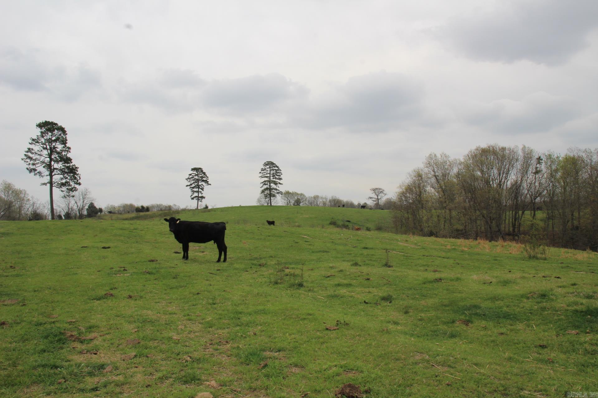 Photo 29 - Vacant Land for sale – 001-08184-000 N Hwy 125   Yellville, AR
