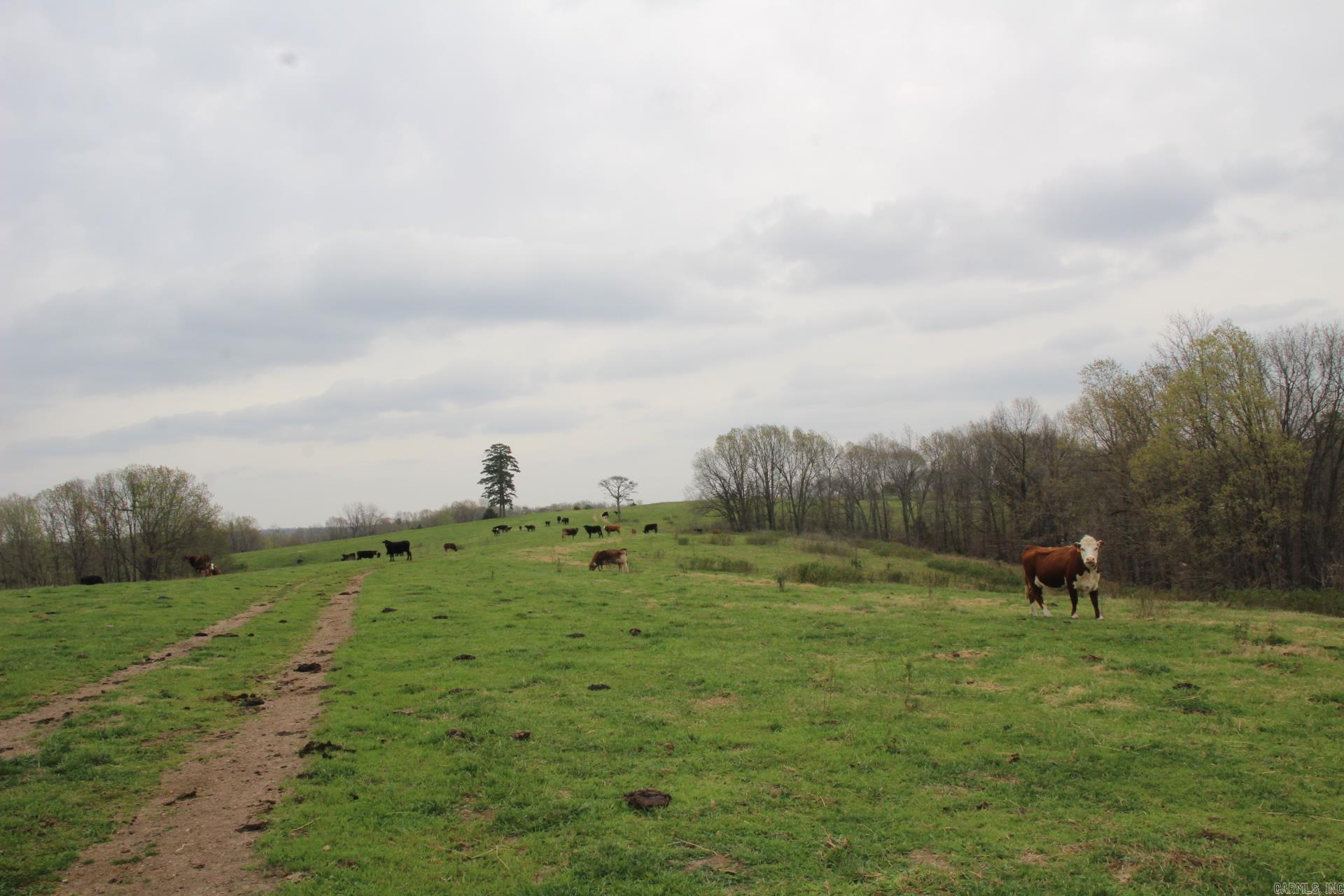 Photo 33 - Vacant Land for sale – 001-08184-000 N Hwy 125   Yellville, AR
