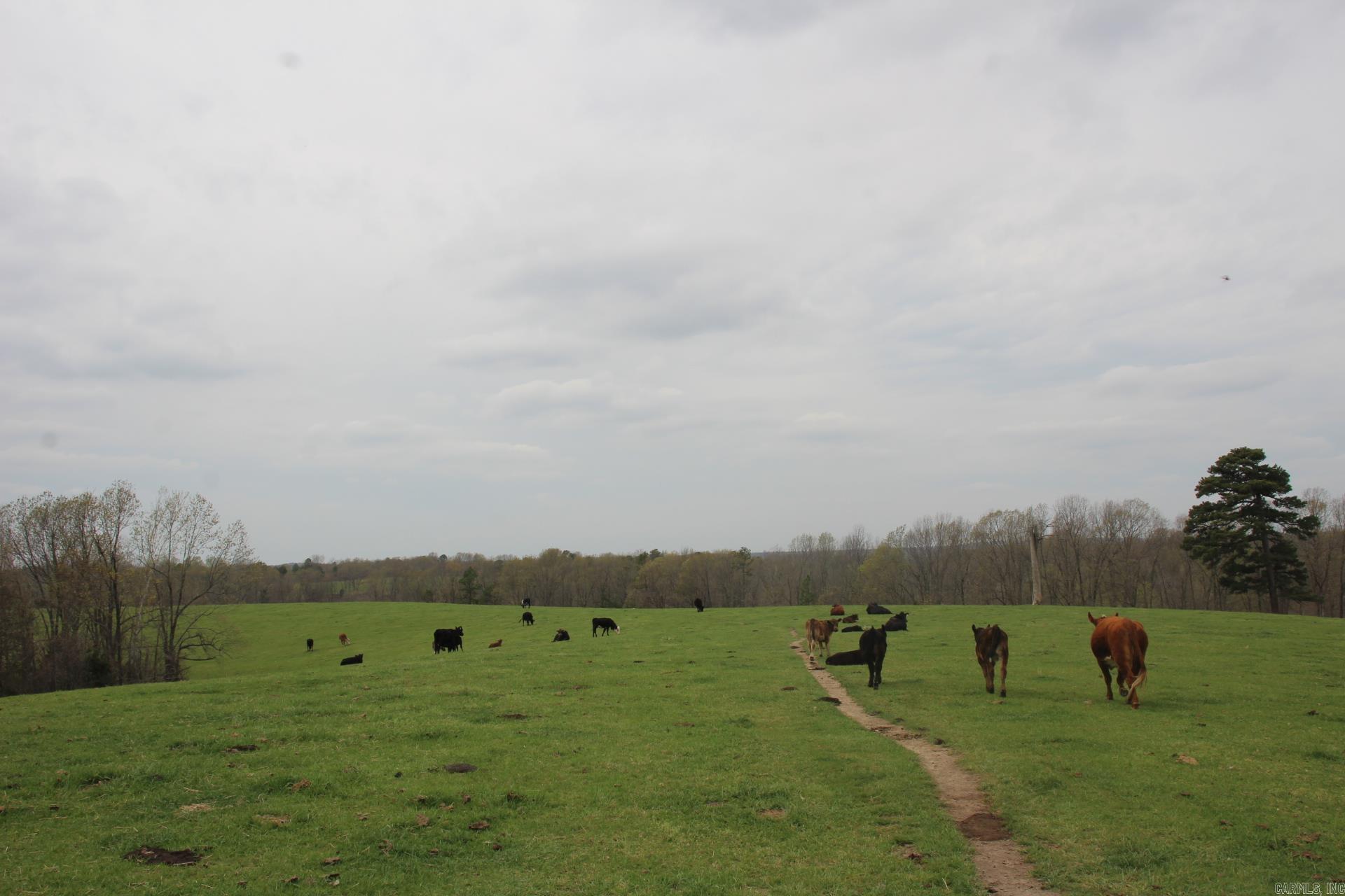 Photo 8 - Vacant Land for sale – 001-08184-000 N Hwy 125   Yellville, AR