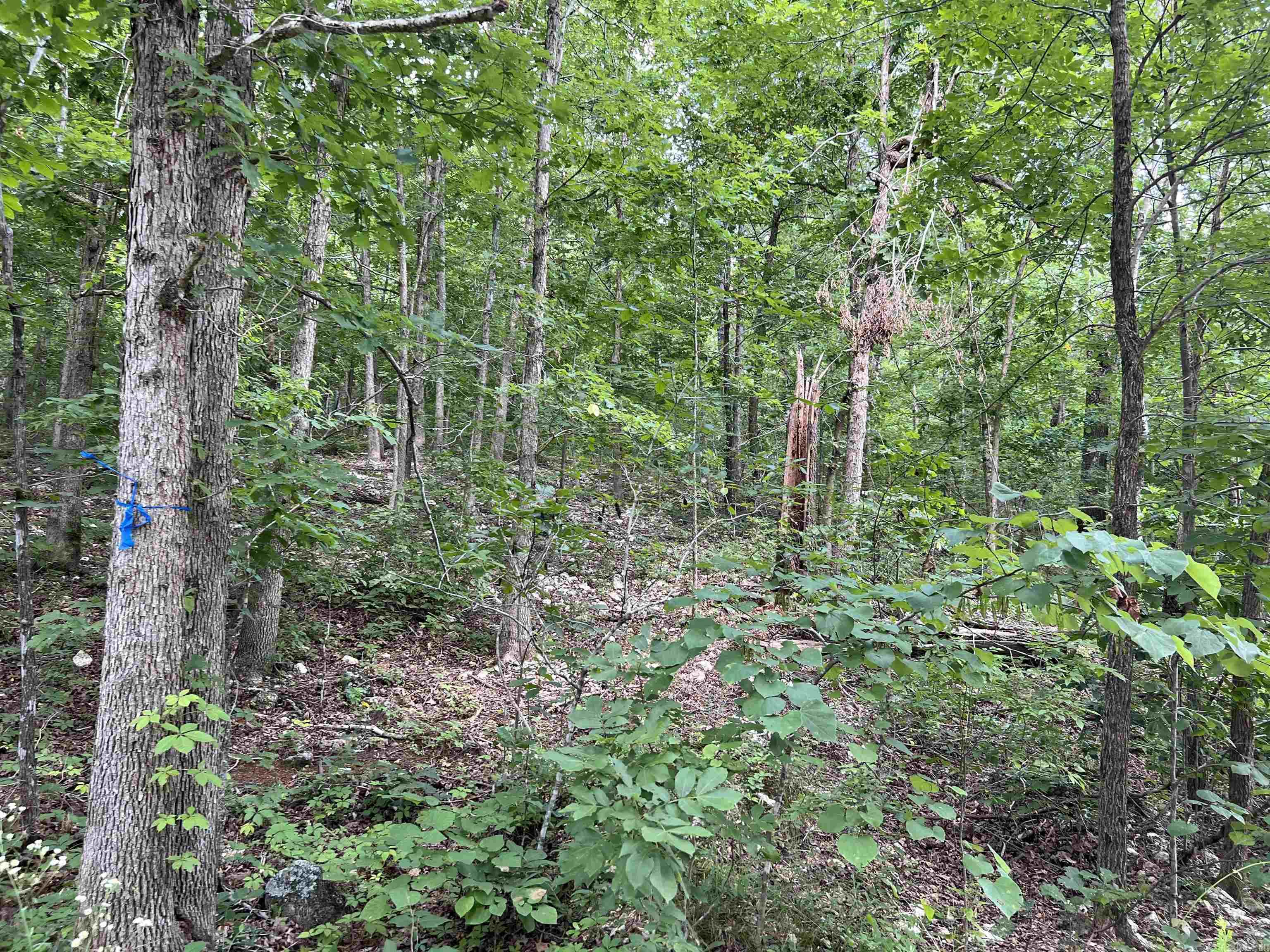 Photo 5 - Vacant Land for sale – Lot 45  PR Ridge Haven   Mammoth Spring, AR