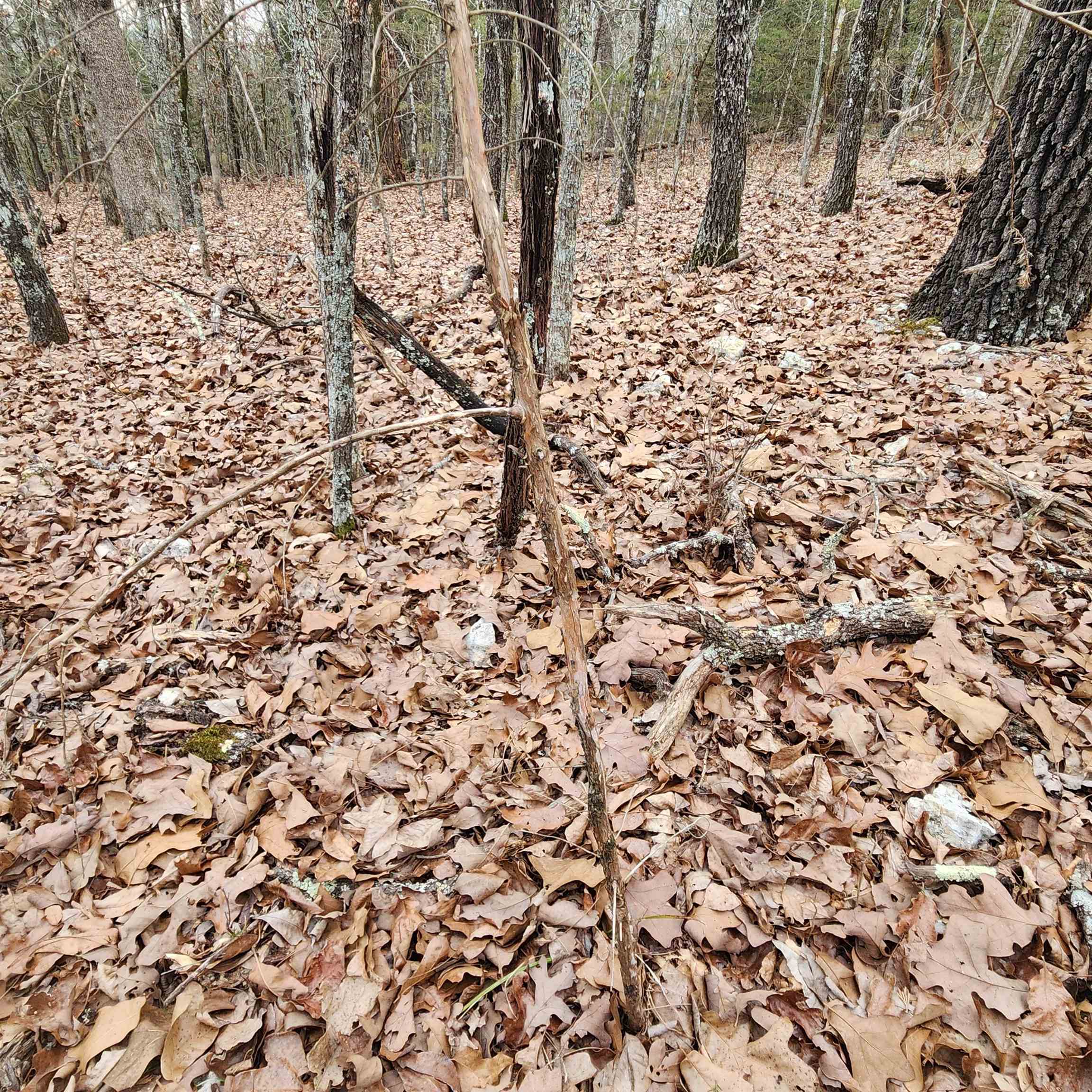 Photo 19 - Vacant Land for sale – L-8, B-3  Kee   Hardy, AR
