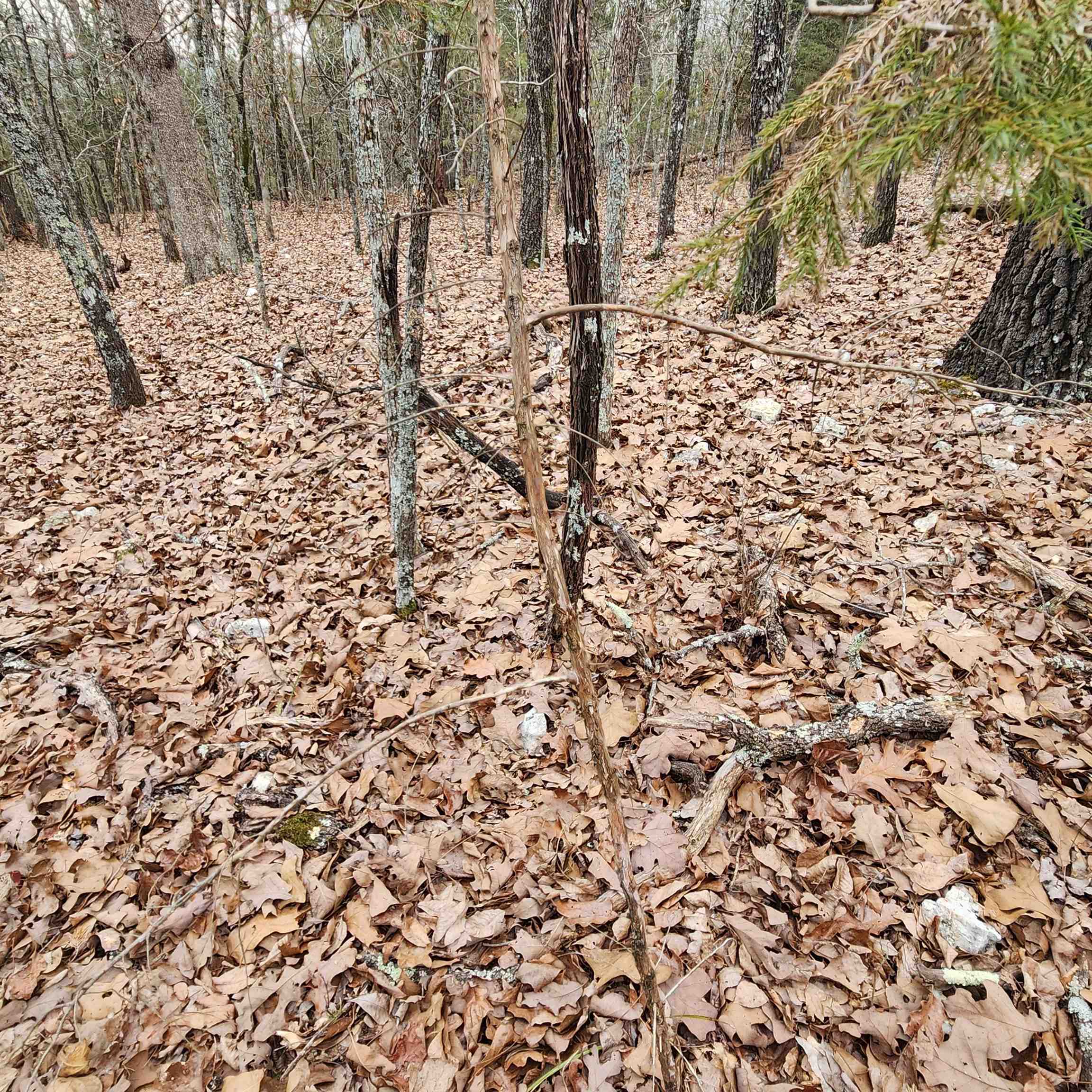 Photo 20 - Vacant Land for sale – L-8, B-3  Kee   Hardy, AR