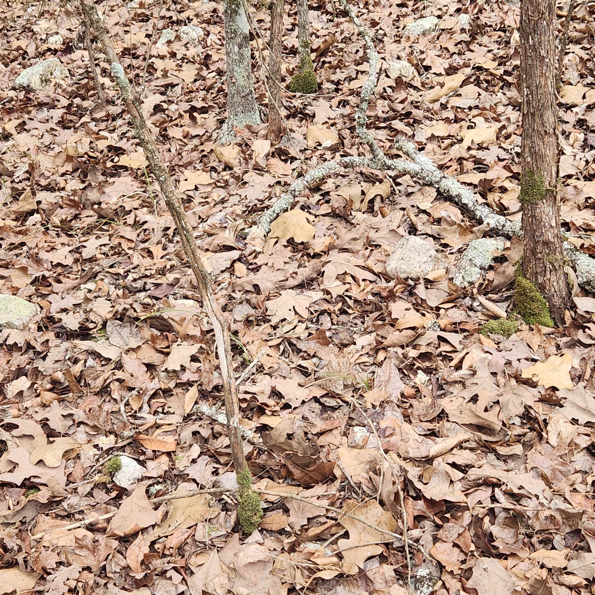 Photo 29 - Vacant Land for sale – L-8, B-3  Kee   Hardy, AR