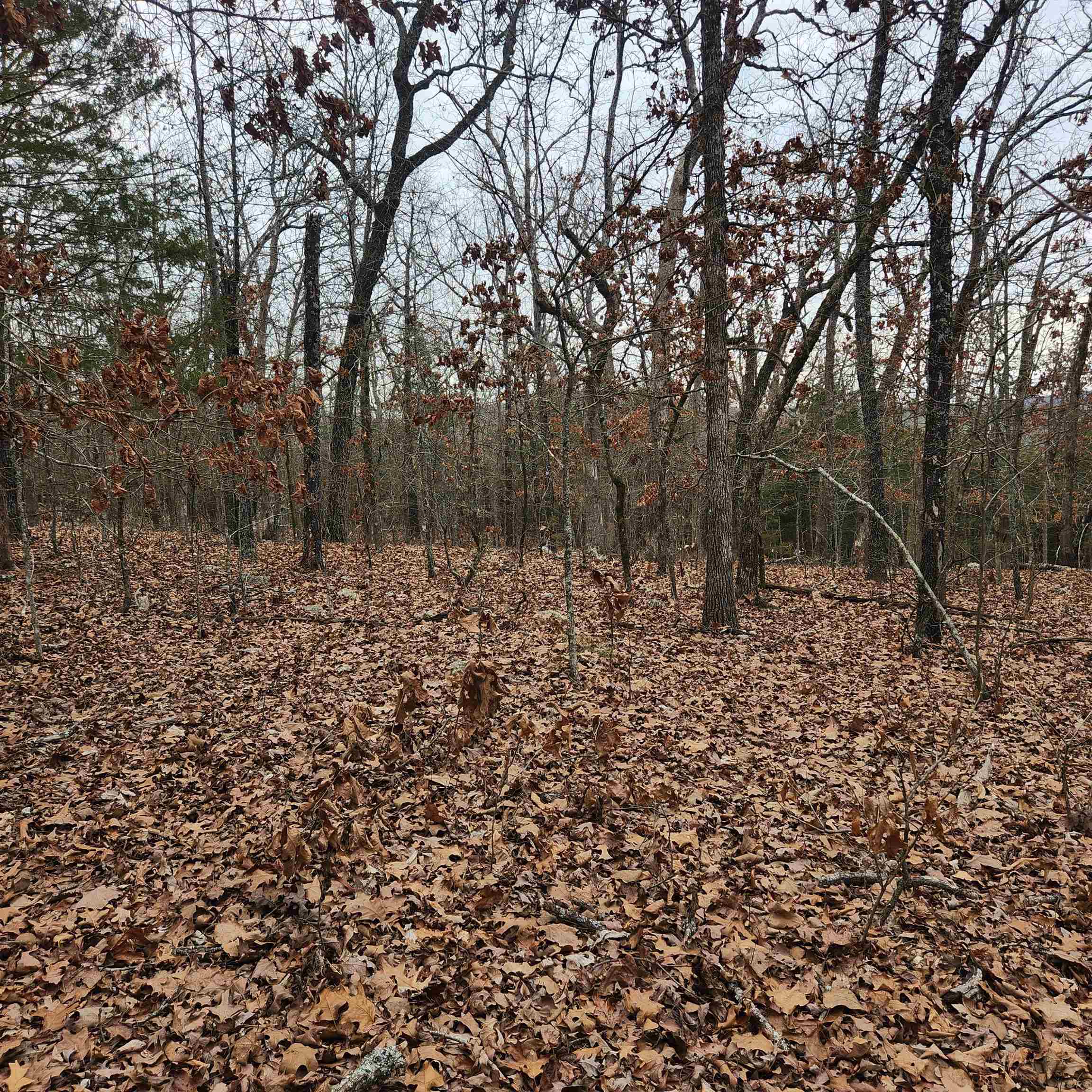 Photo 8 - Vacant Land for sale – L-8, B-3  Kee   Hardy, AR